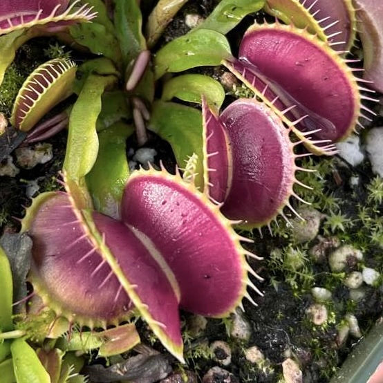Dionaea muscipula 'Pink Venus' (Venus Fly Trap)