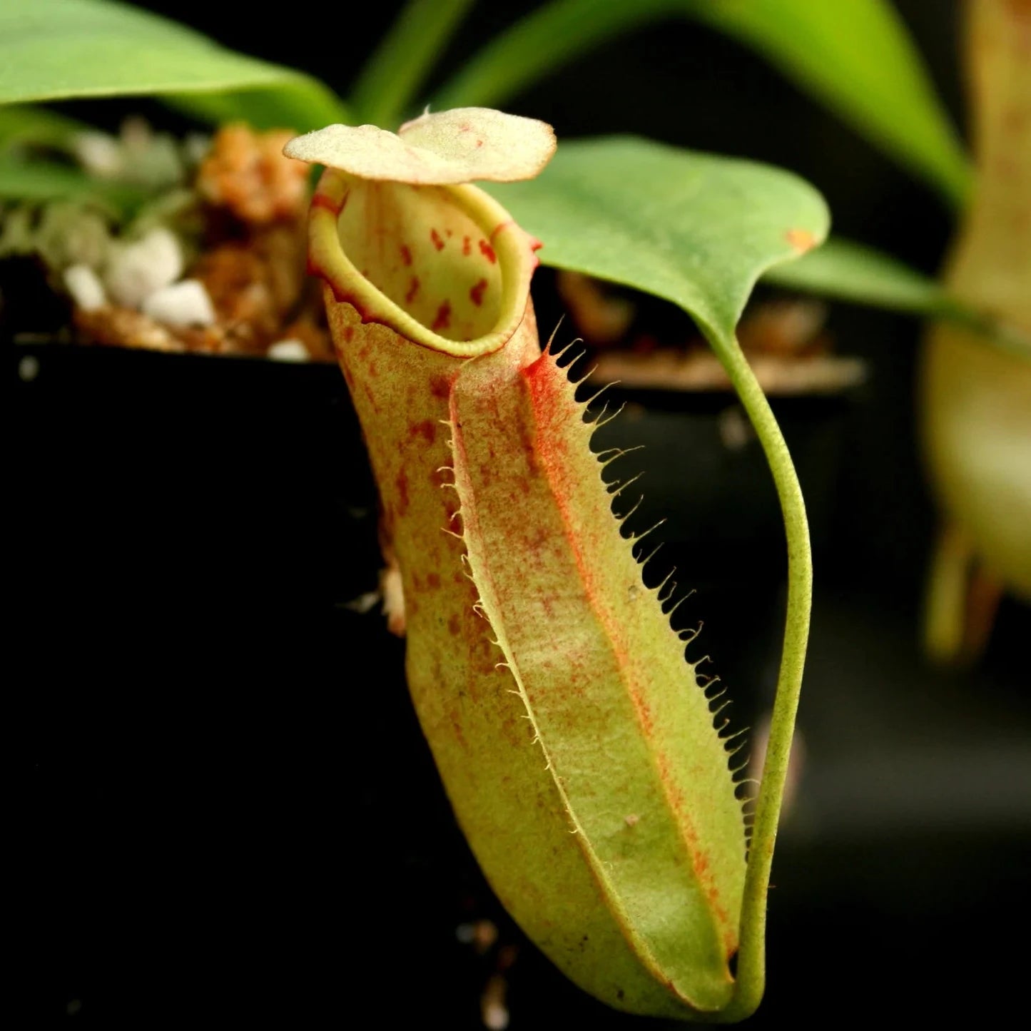 Nepenthes northiana - North's Pitcher Plant 