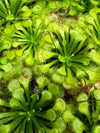 Drosera 'communis' Sundew - 1 Plant in Small Cup