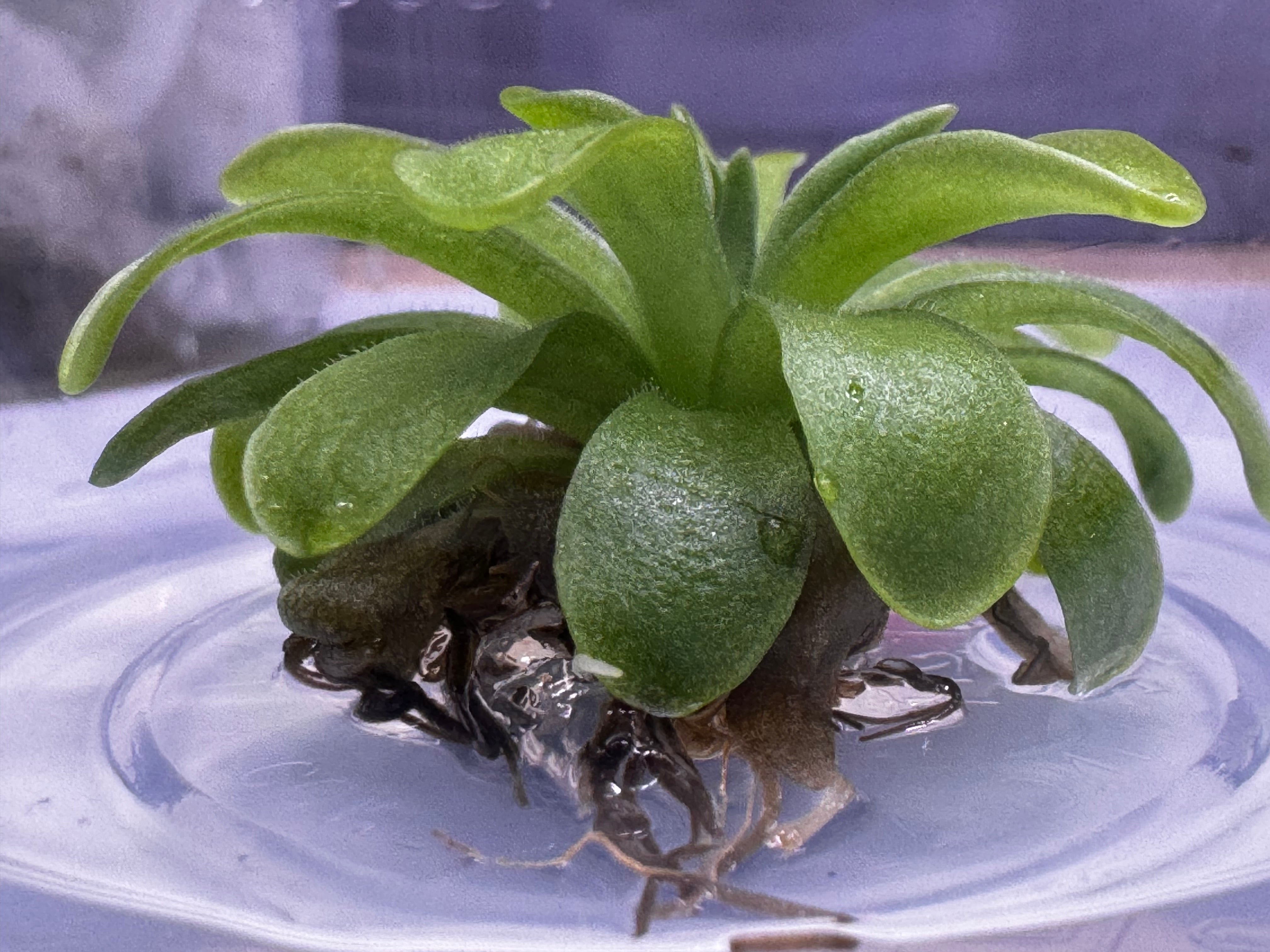 Pinguicula mesophytica ‘Cerro El Pital, Honduras’  Tropical Butterwort - 1 Plant in Grow Cup