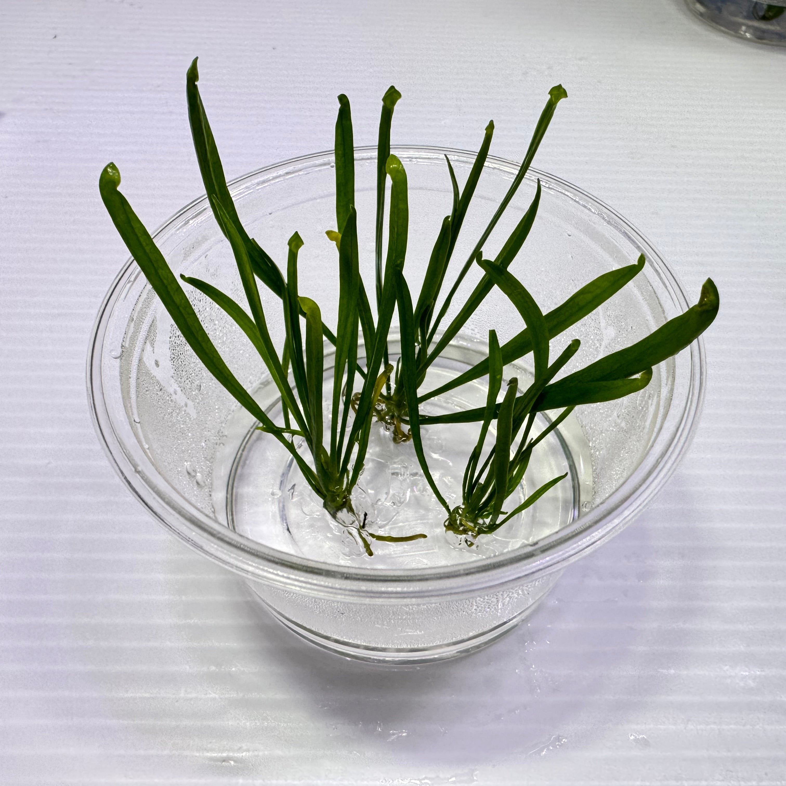 Sarrcenia 'Maroon' (purpurea x rubra ( x chelsonii) Pitcher Plant - 1 Plant in grow cup