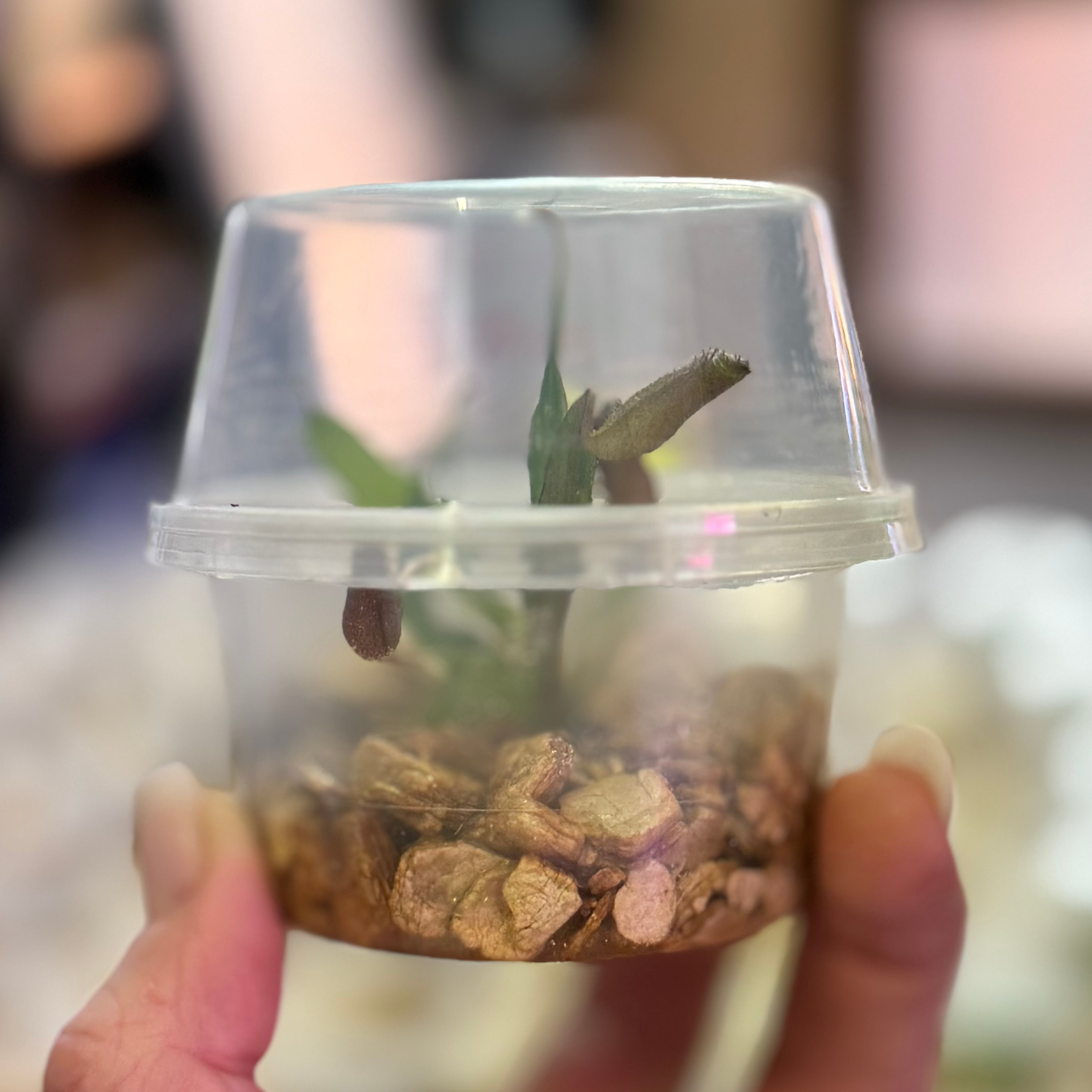 Nepenthes 'Rebecca Soper' Tropical Pitcher Plant 