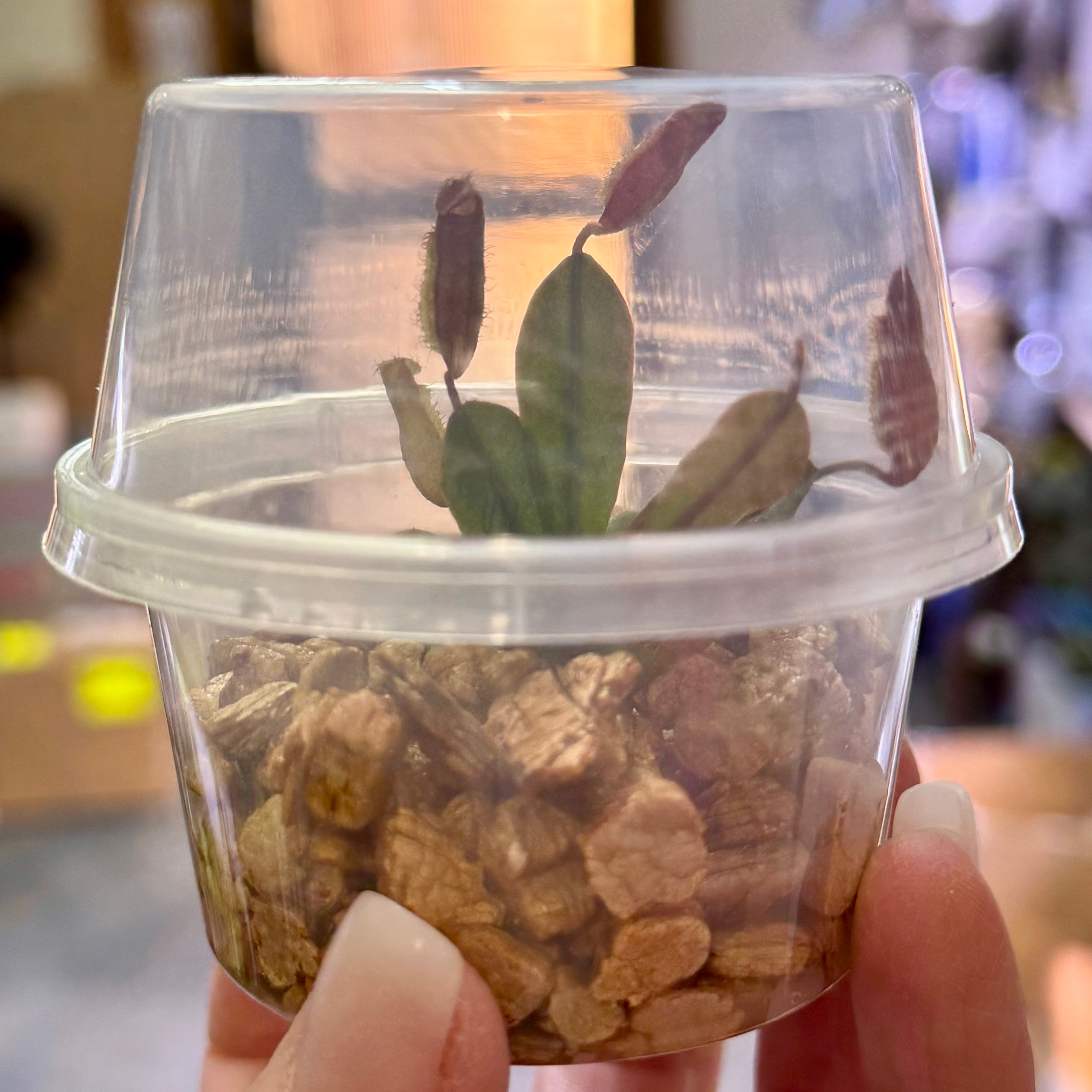 Nepenthes vieillardii - New Caledonian Pitcher Plant 