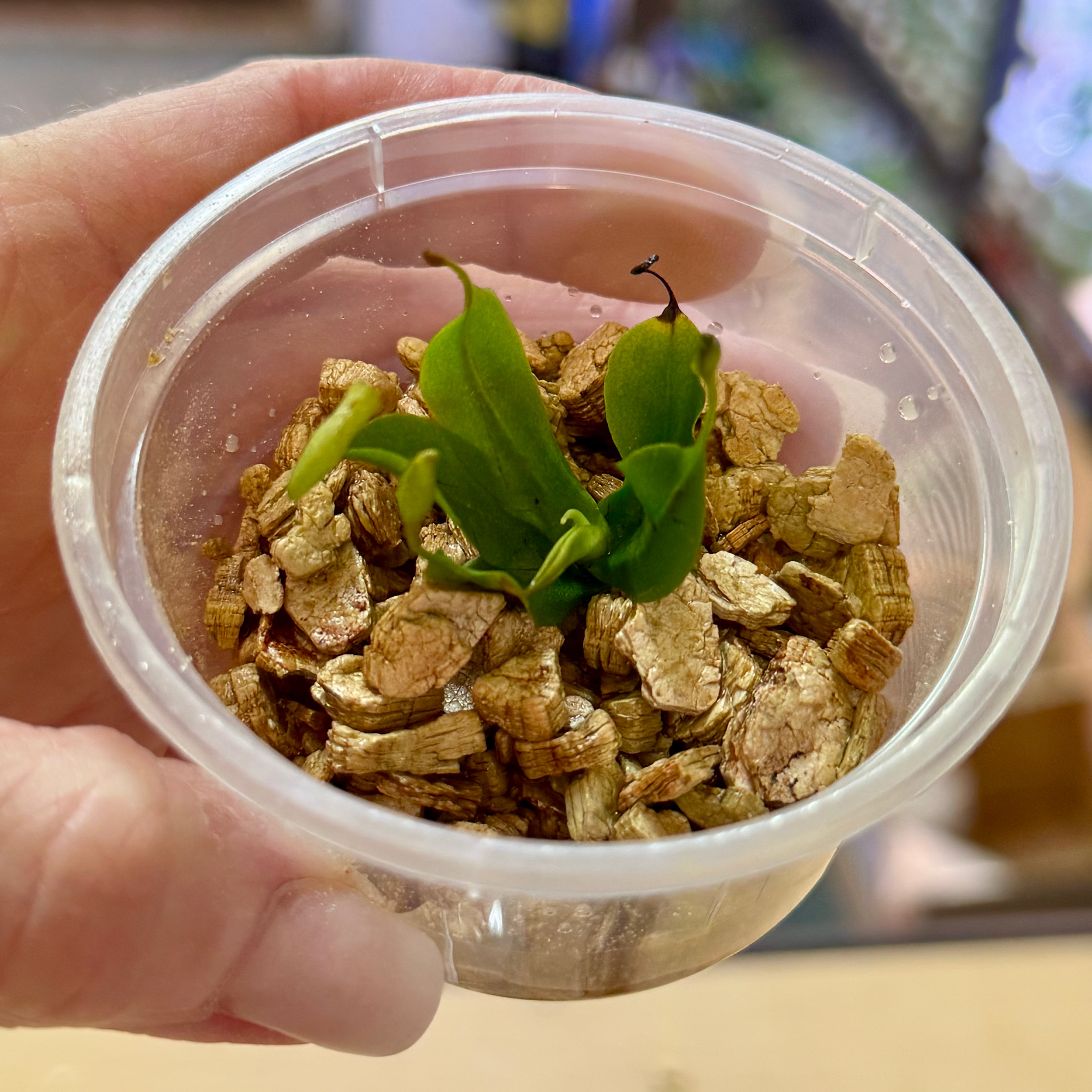 Nepenthes northiana - North's Pitcher Plant 