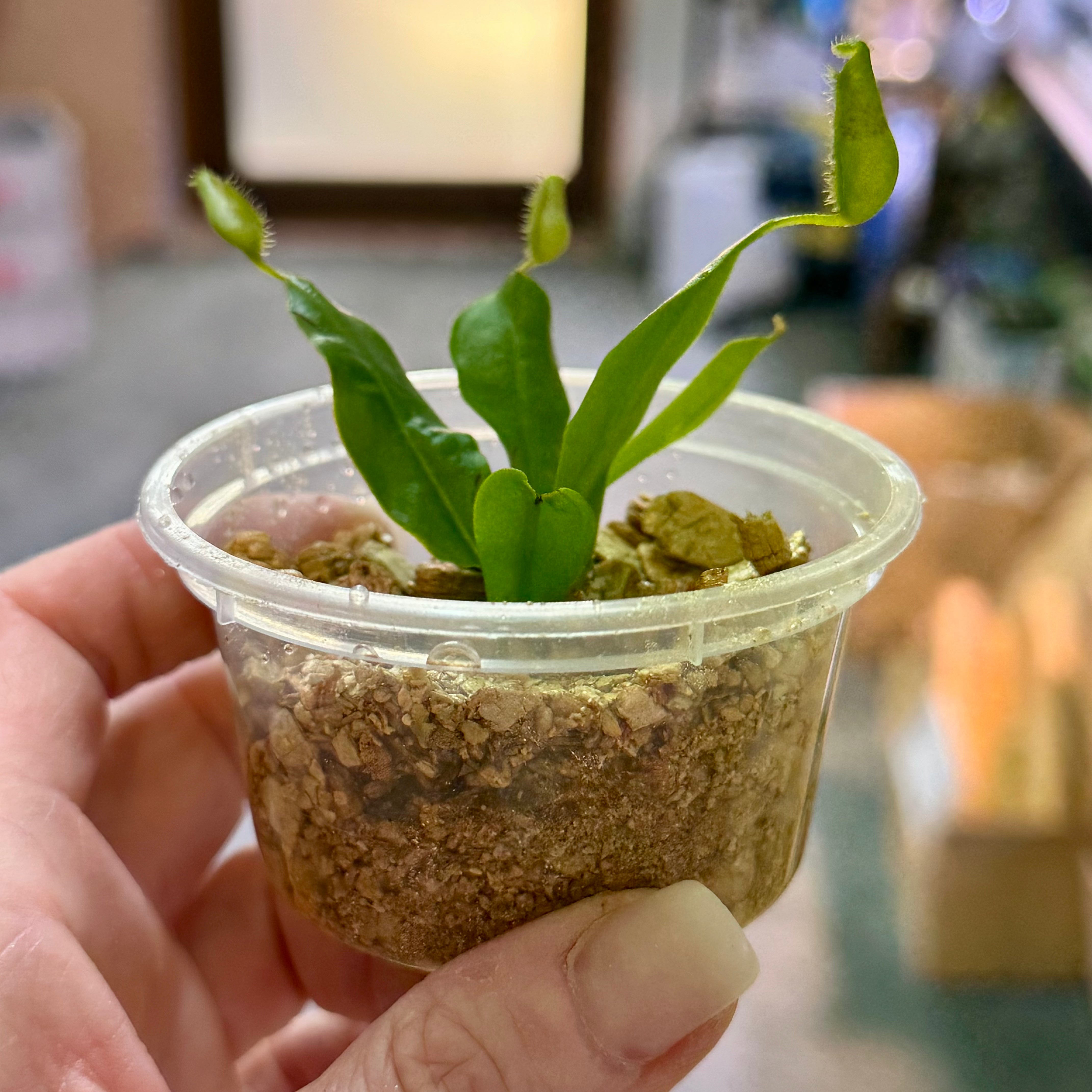 Nepenthes hispida 'Beck' Tropical Pitcher Plant -