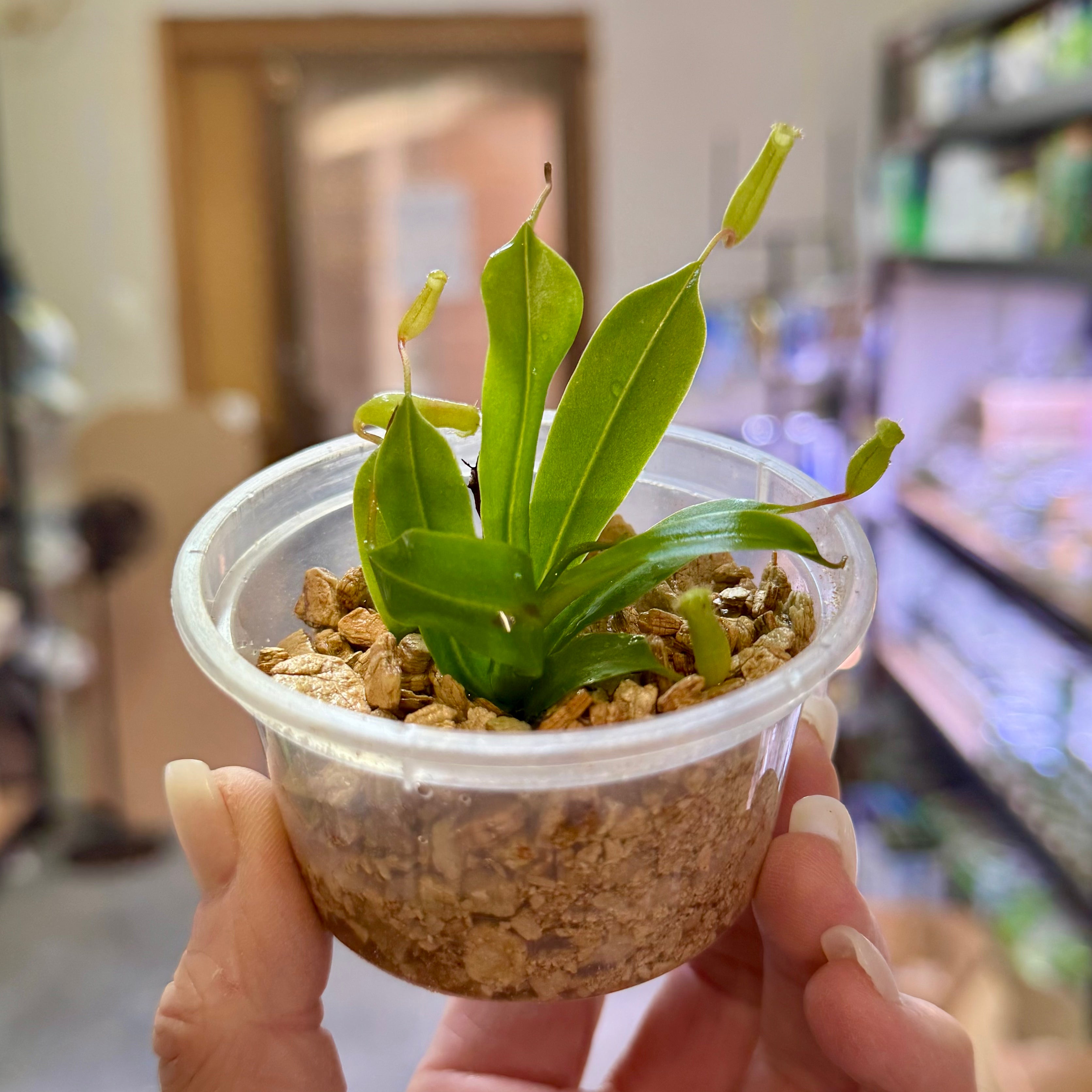Nepenthes ampullaria 'Green' Lowland Tropical Pitcher Plant 