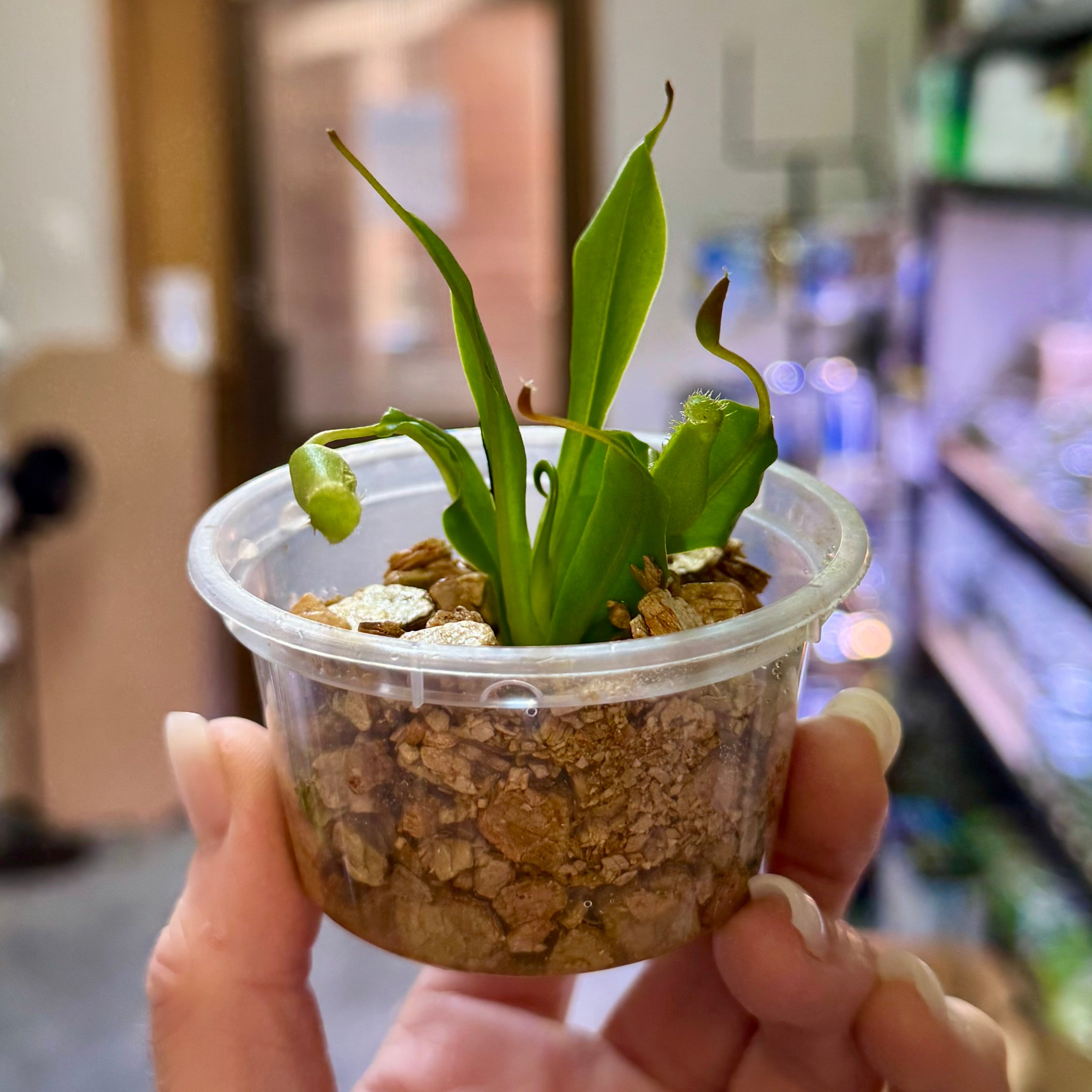 Nepenthes Maxima - Tropical Pitcher Plant - 1 Small Plant in a Cup