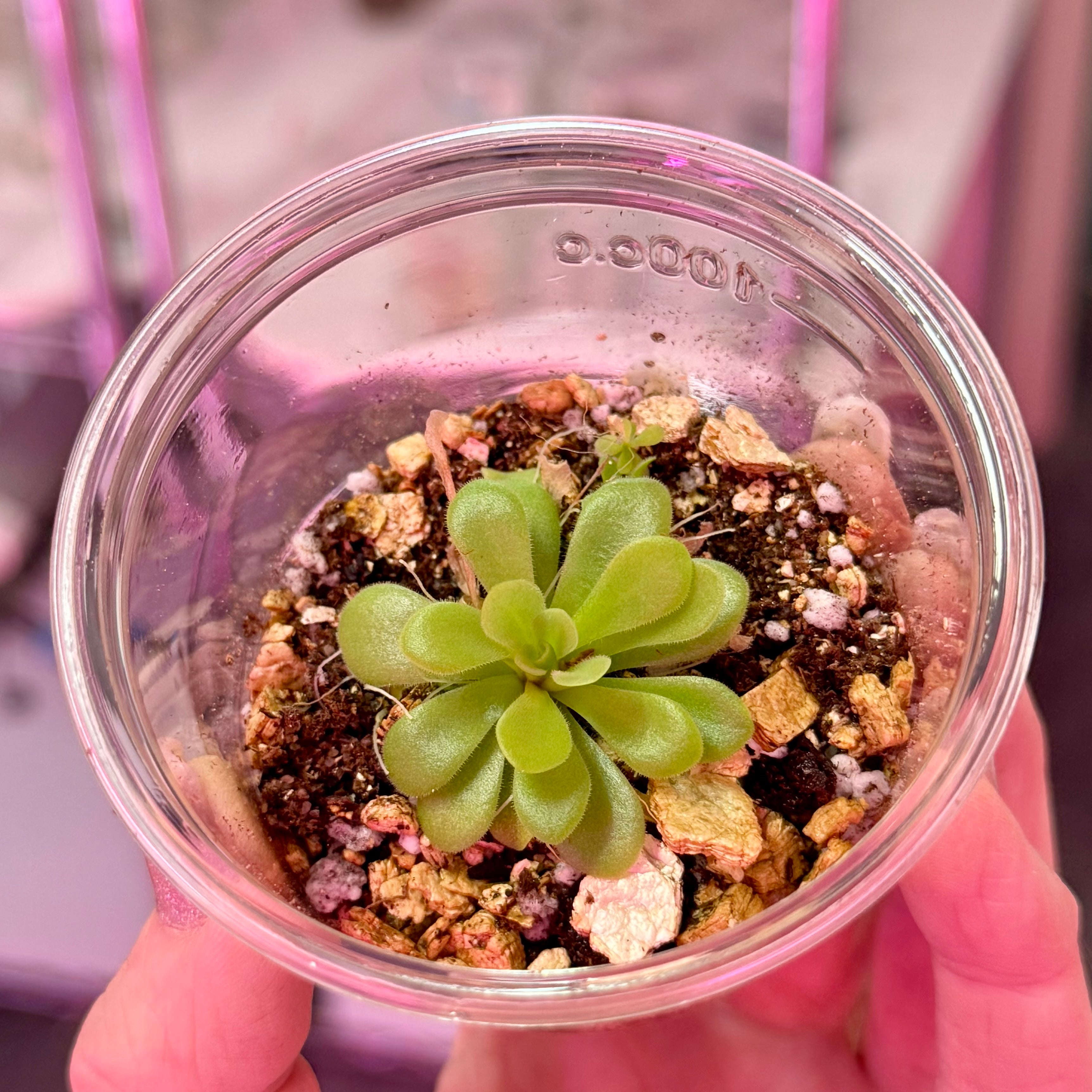 Pinguicula 'Agnata x Potosiensis' – Mexican Butterwort – 1 Plant in Grow Cup