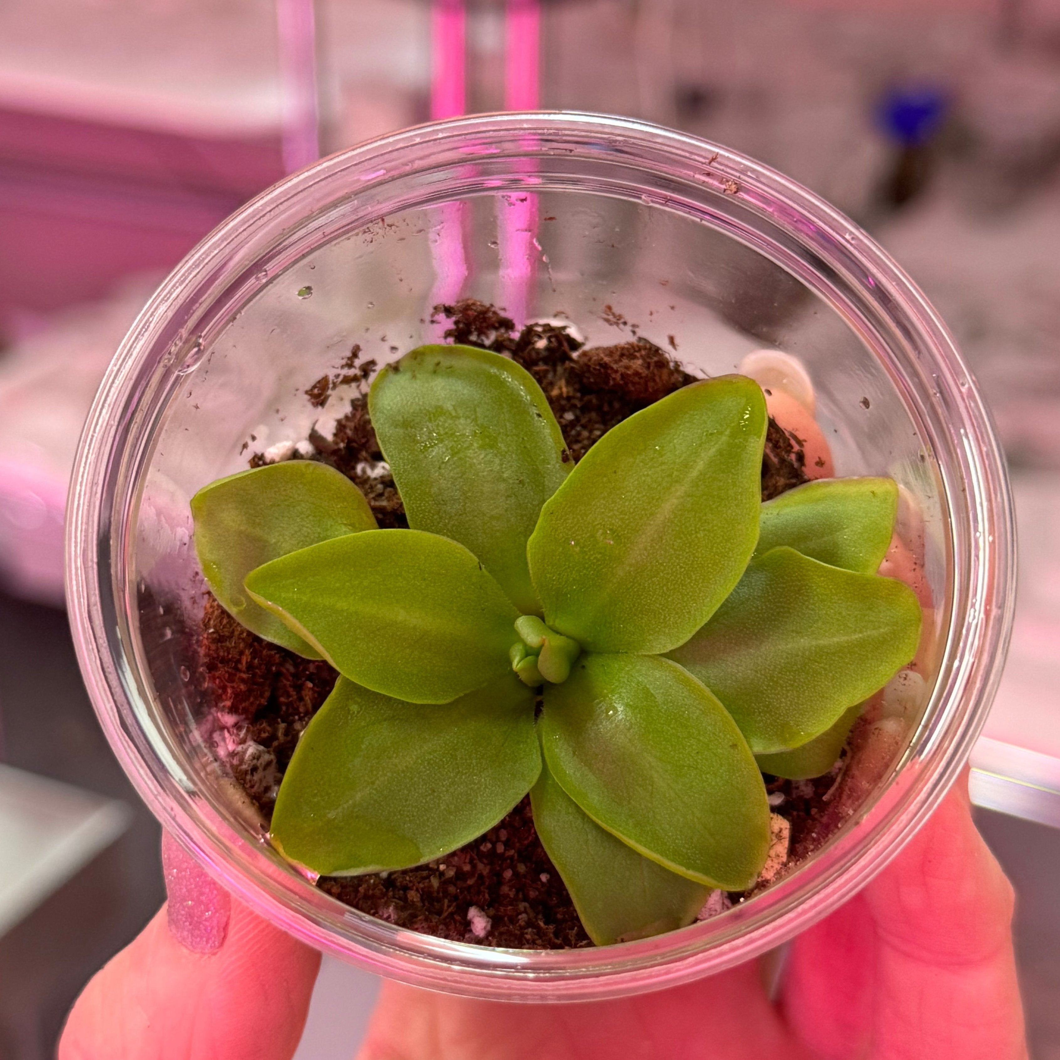 Pinguicula 'potosiensis' - Butterwort - 1 Plant