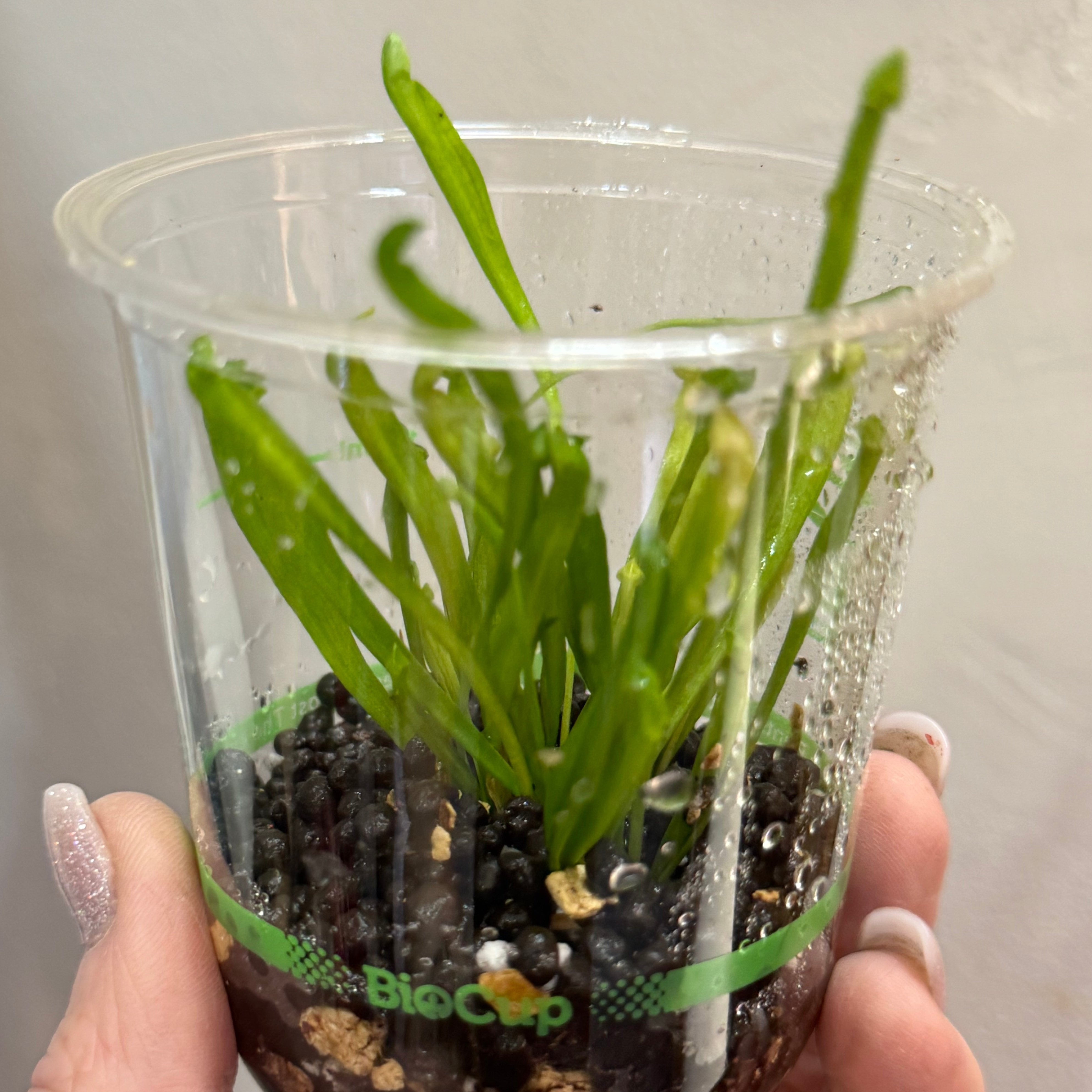 Sarracenia Leucophylla 'Farnhamii' Pitcher Plant - 1 plant in a cup