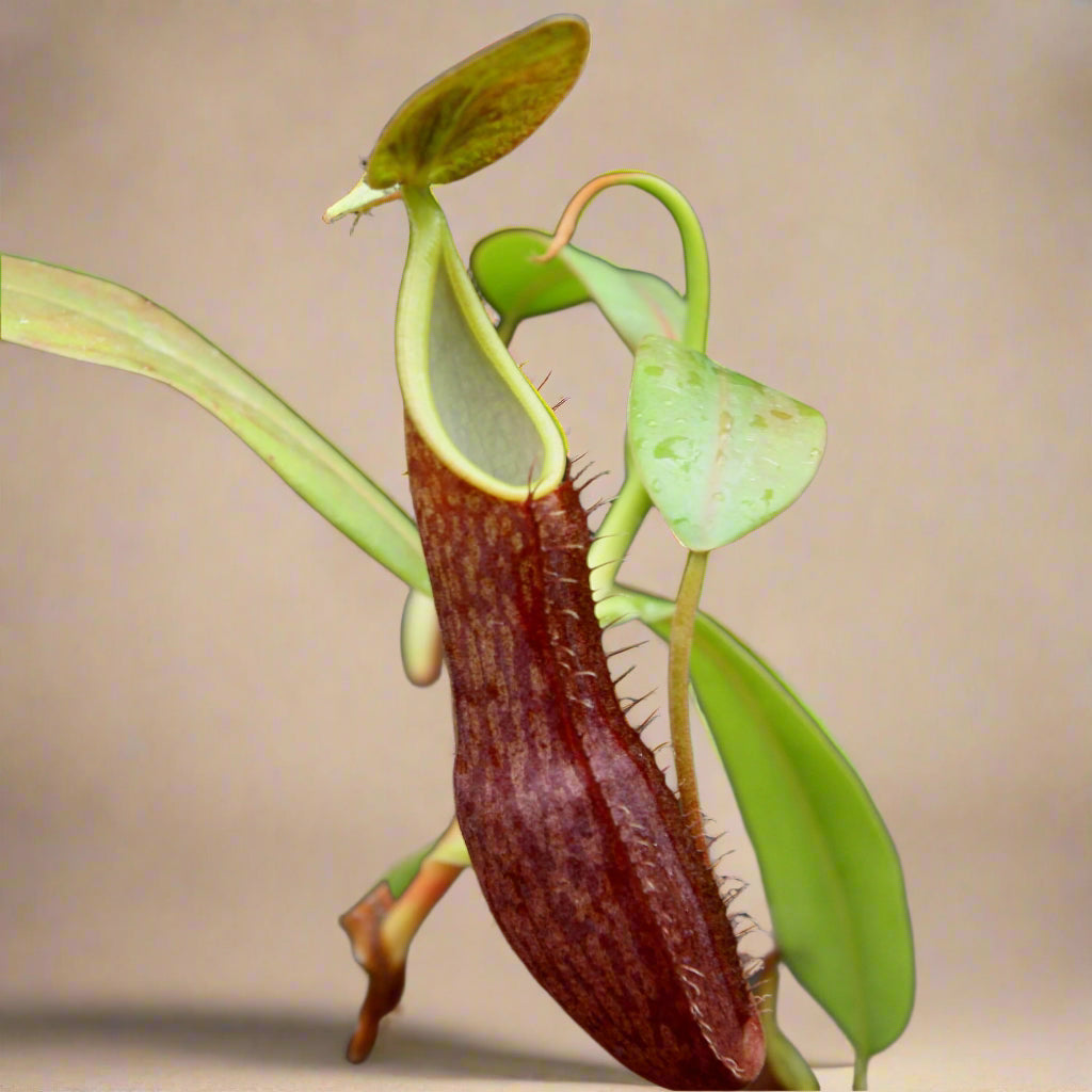 nthes sanguinea – Tropical Pitcher Plant
