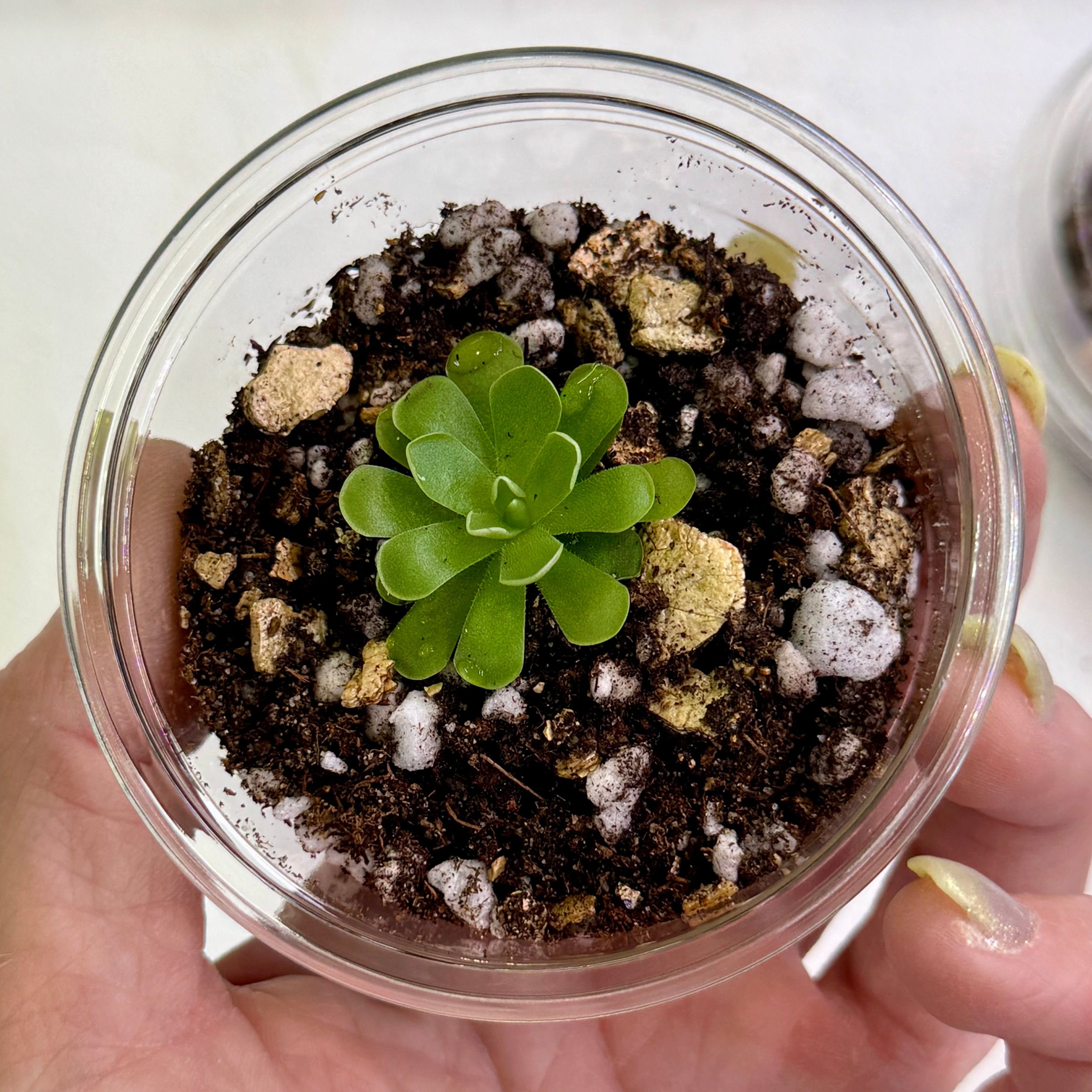 Pinguicula cyclosecta – Mexican Butterwort – 1 Plant in Grow Cup