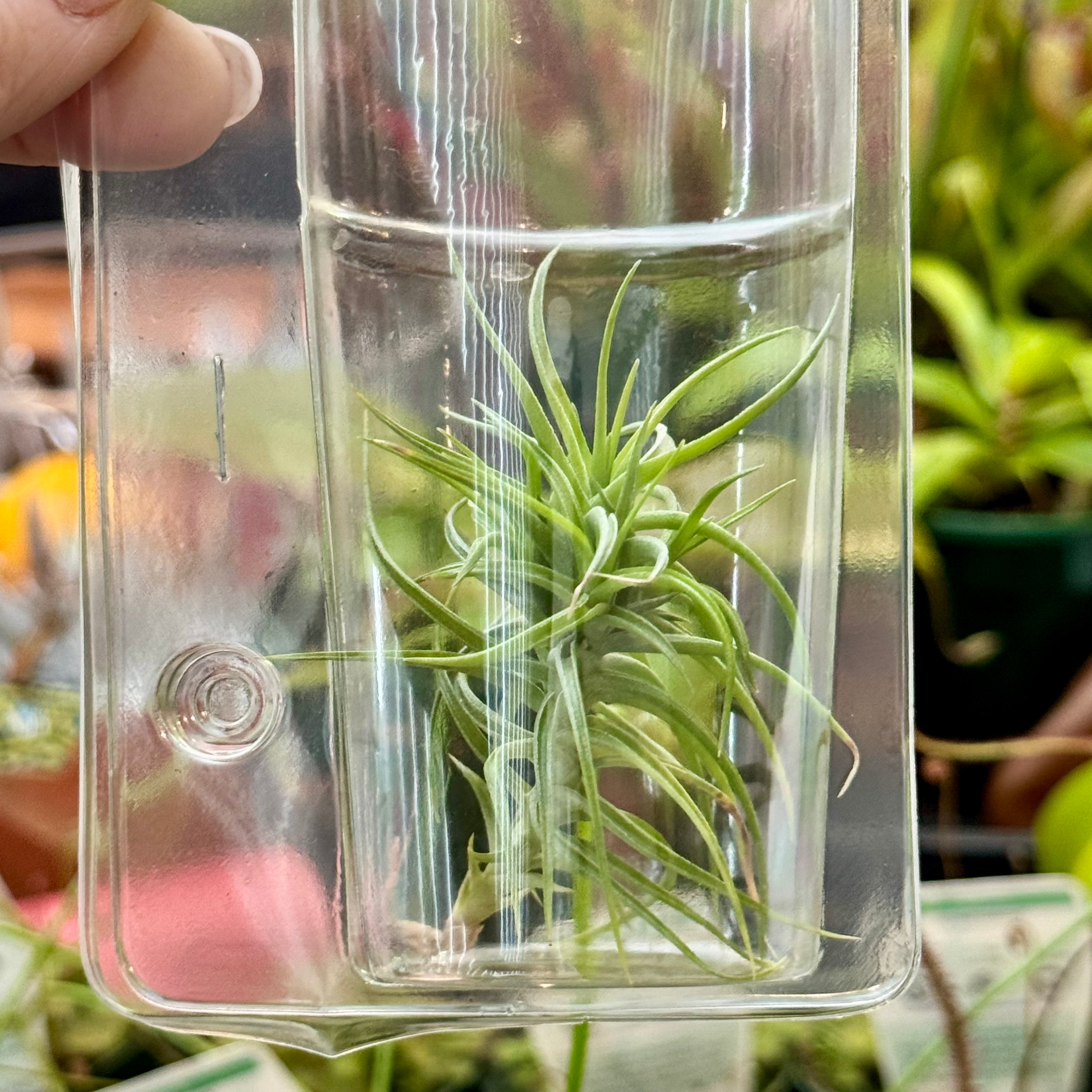 Living Airplant - Tillandsia aeranthos 'miniata' - Poly Pack