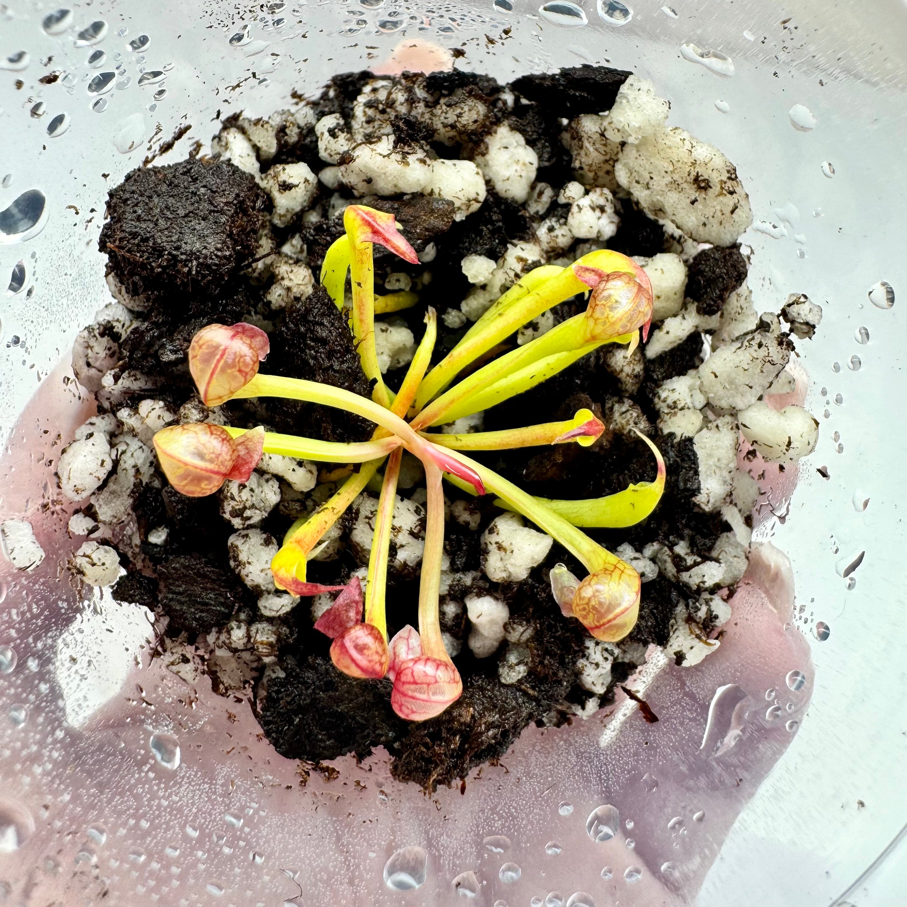 Darlingtonia californica 'Red Flower' Cobra Lily Plant - 1 Plant in Grow Cup