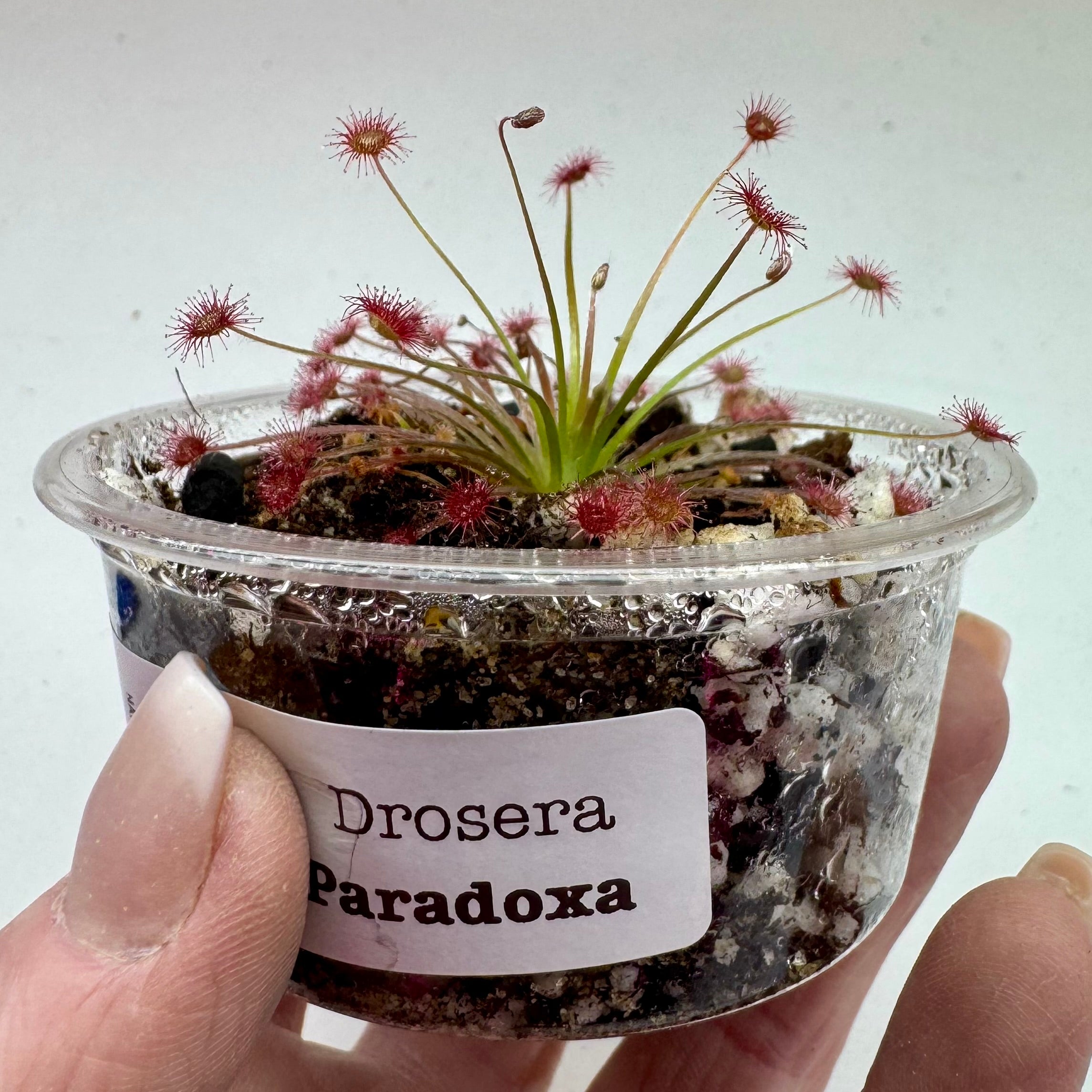 Drosera paradoxa (Sundew)