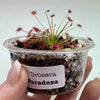Drosera paradoxa - 1 Plant in Small Cup
