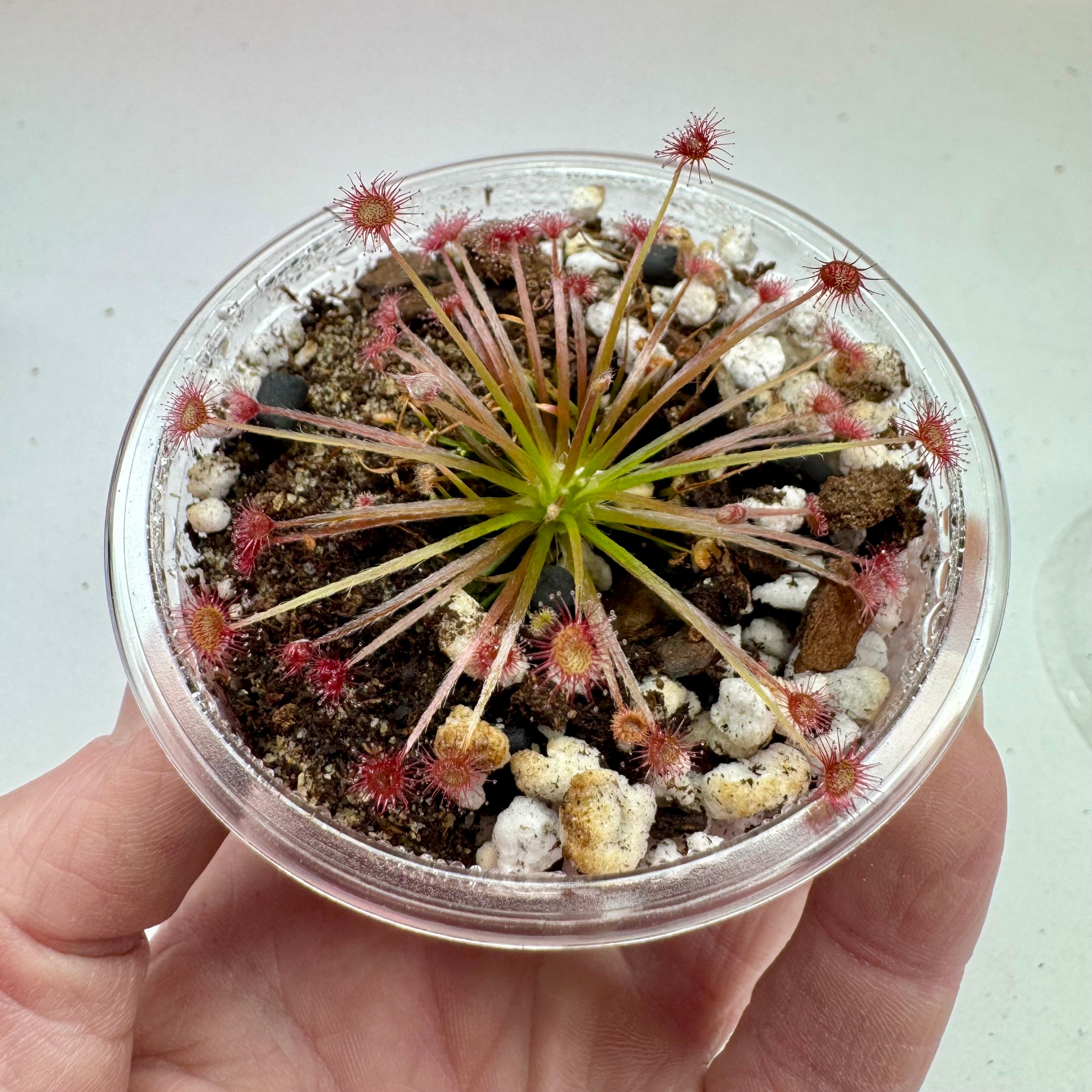 Drosera paradoxa (Sundew)