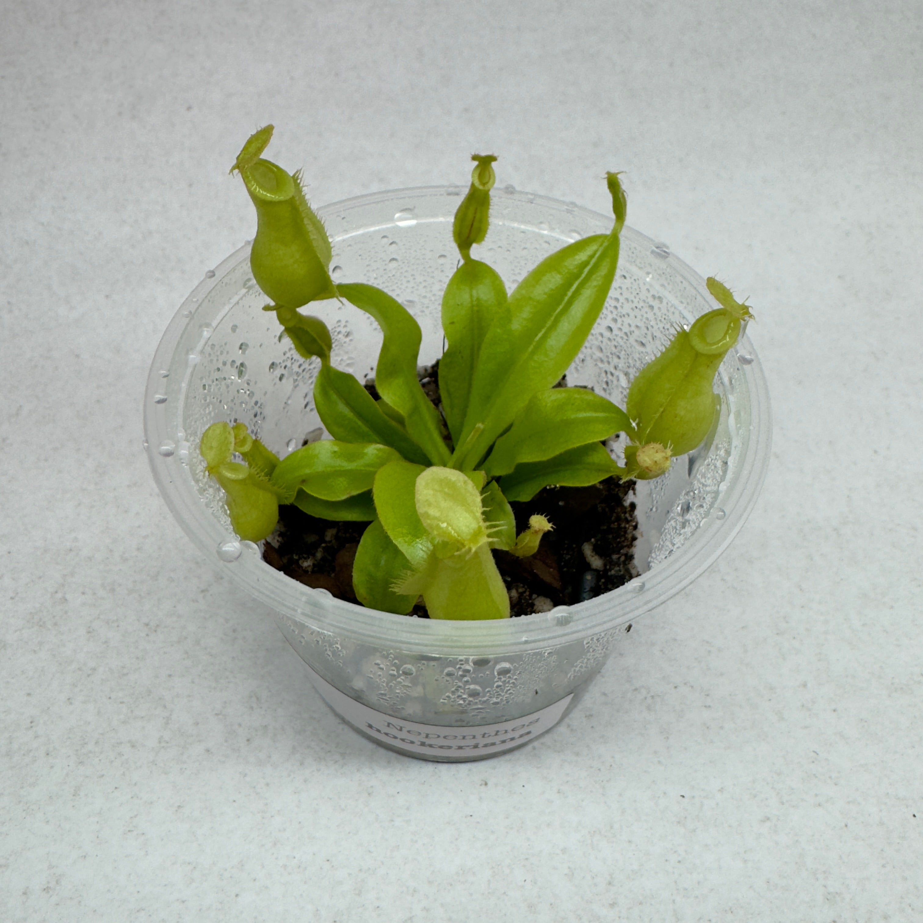 Nepenthes Hookeriana - Tropical Pitcher Plant