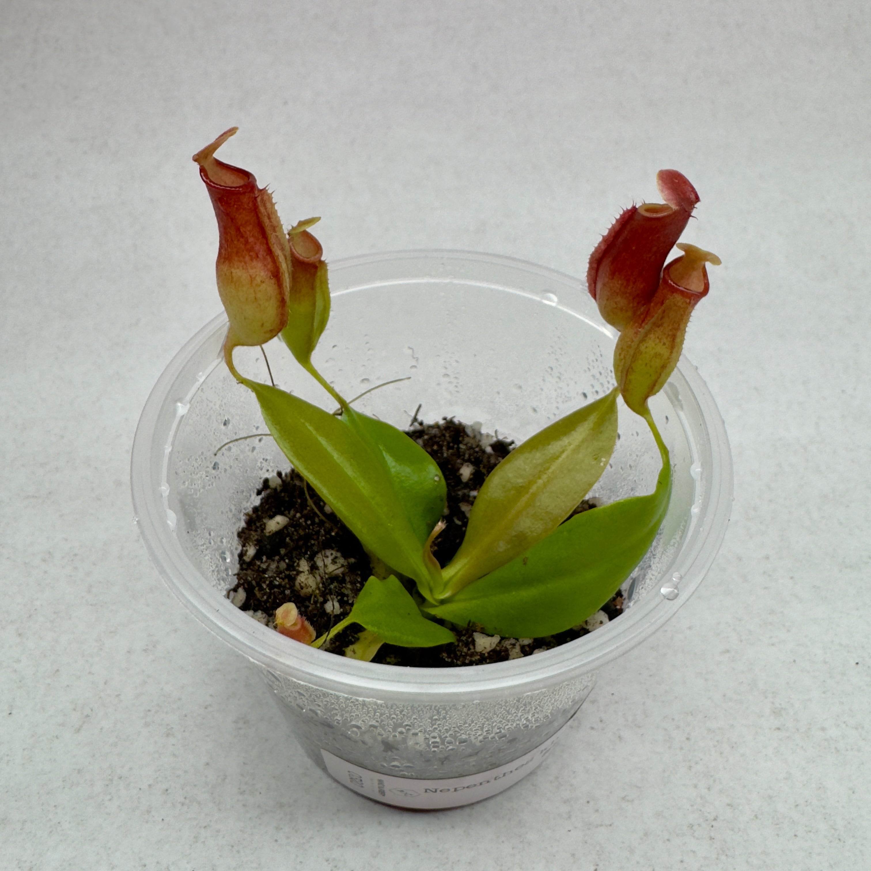 Nepenthes St Gaya - Tropical Pitcher Plant 