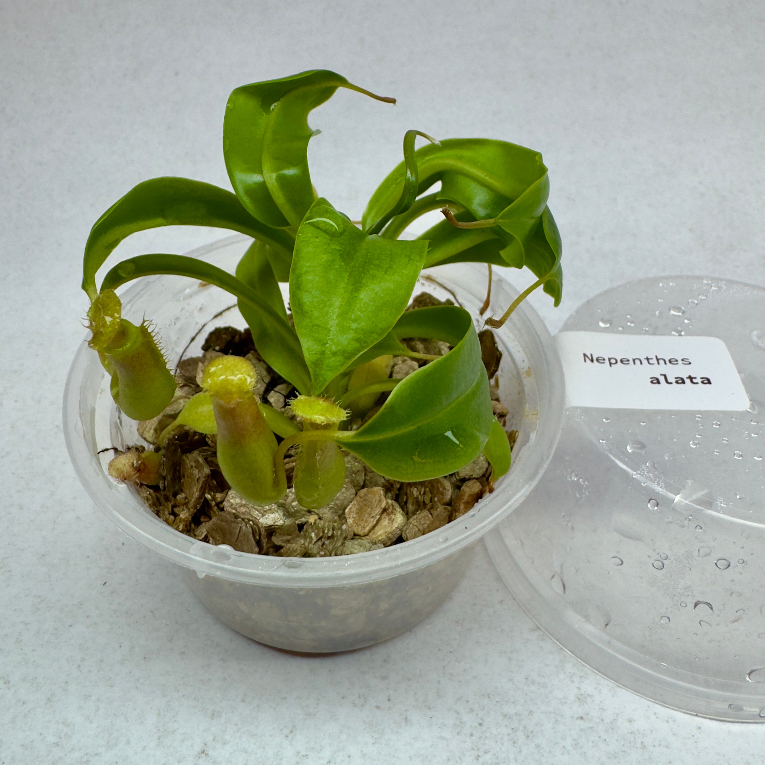 Nepenthes alata - Tropical Pitcher Plants 