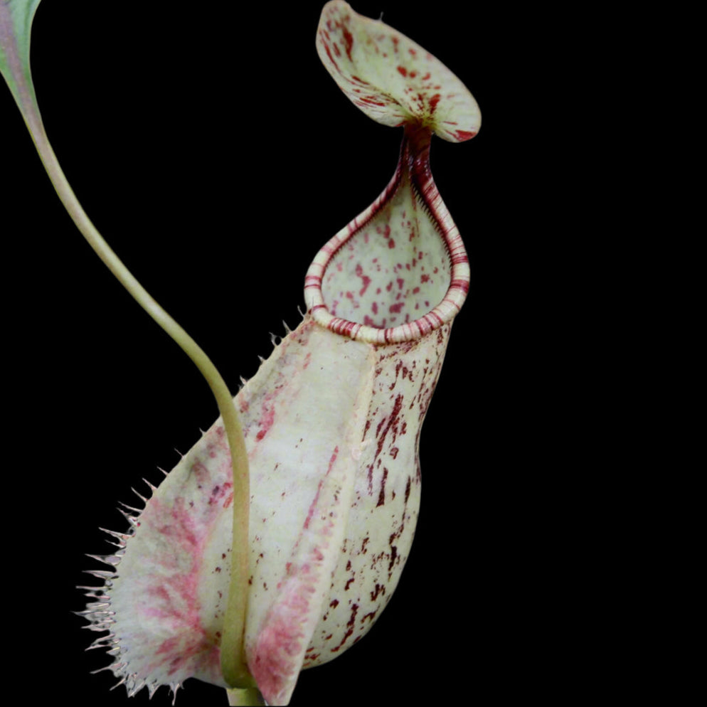 Nepenthes Rafflesiana – Giant Spotted Pitcher Plant