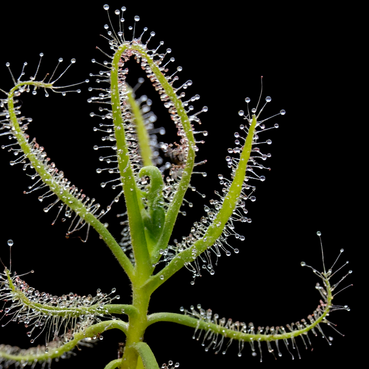 Indica Drosera Tissue Culture