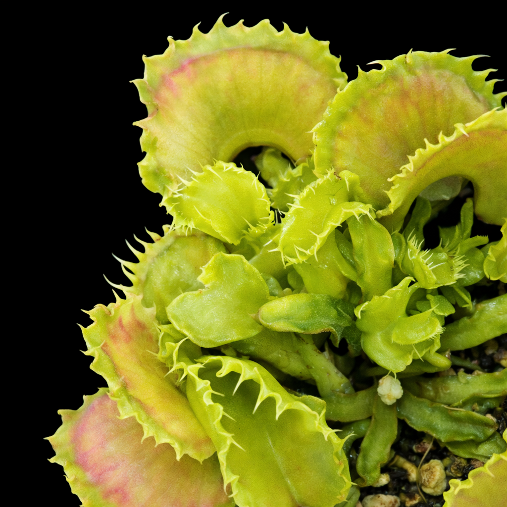 Close-up of a Venus flytrap plant with green and pinkish-red leaves. Shell Tooth Dionaea