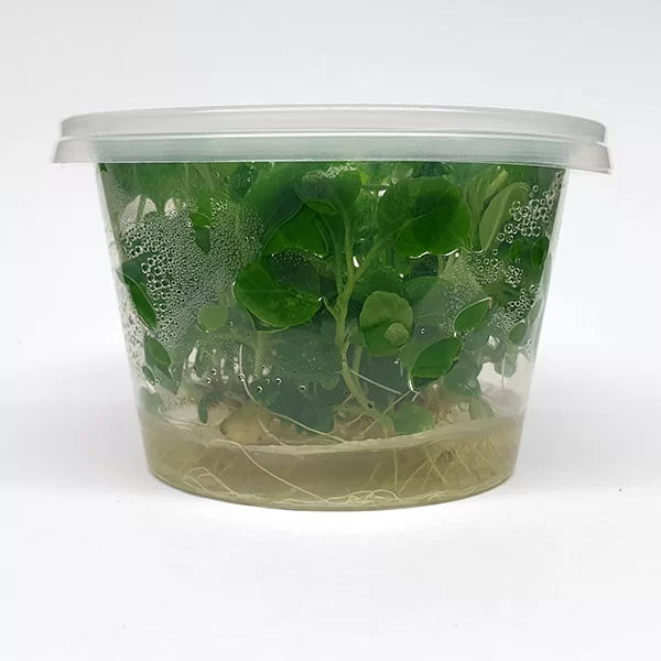 The Guppy Garden