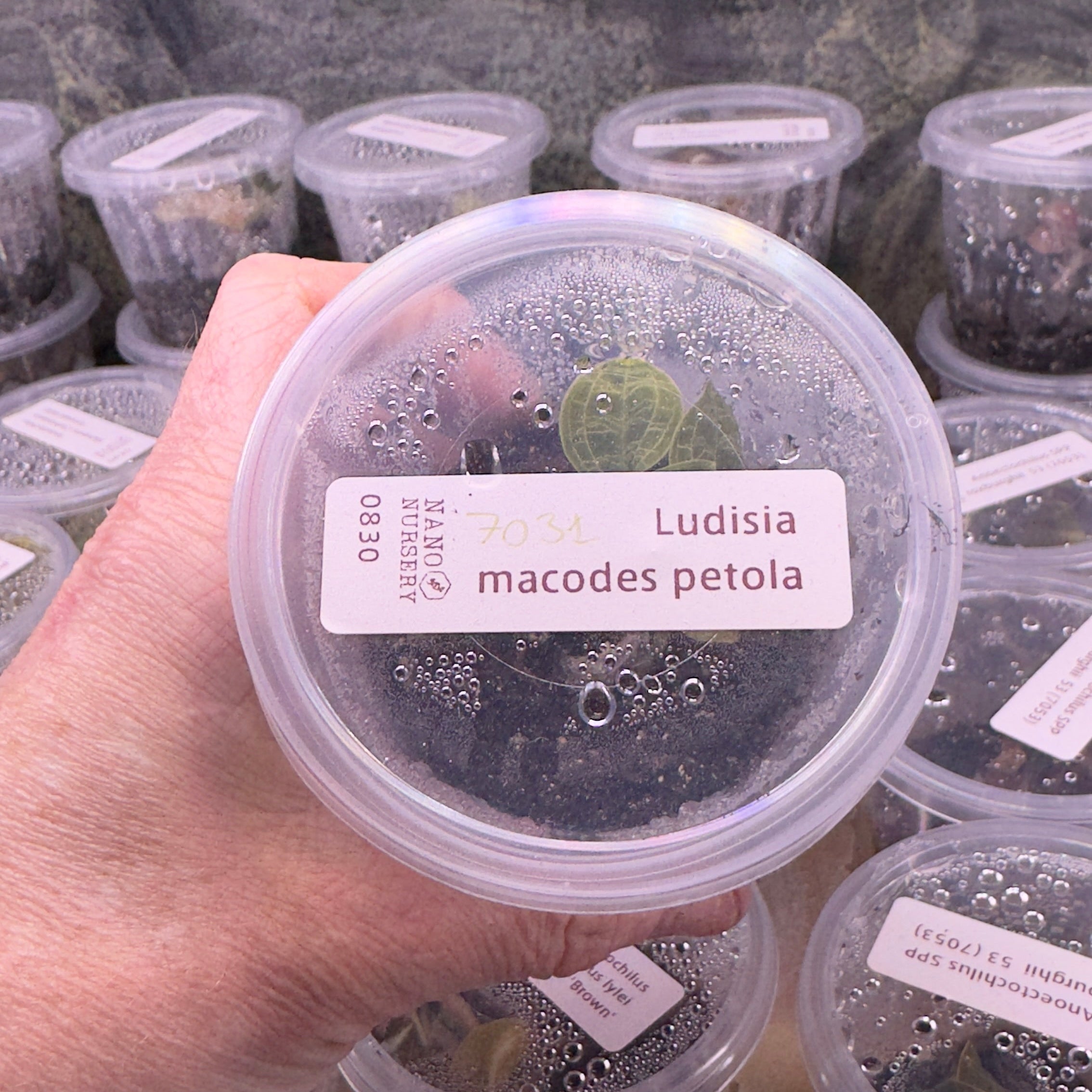 Hand holding a container labeled 'Ludisia macodes petola' with more containers in the background.