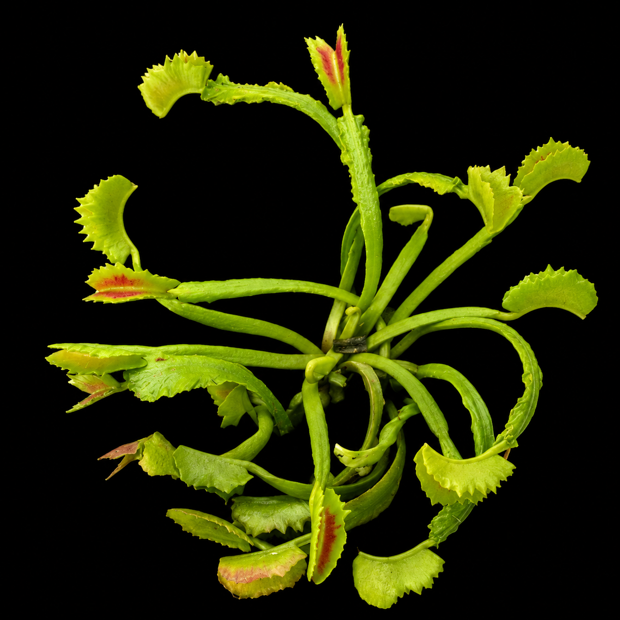 Dionaea muscipula 'Mars' (Venus Flytrap)