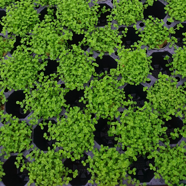 Micranthemum Monte Carlo - Net Pot