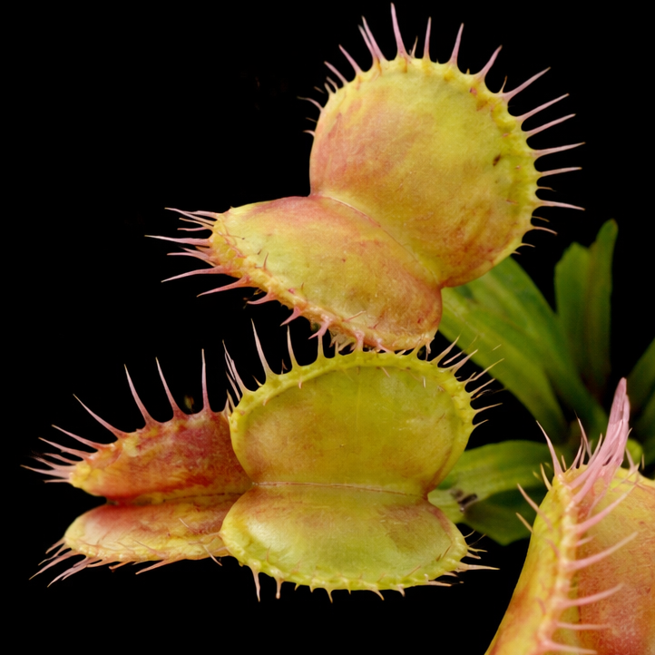 Close-up of a Venus flytrap with its trap open on a black background