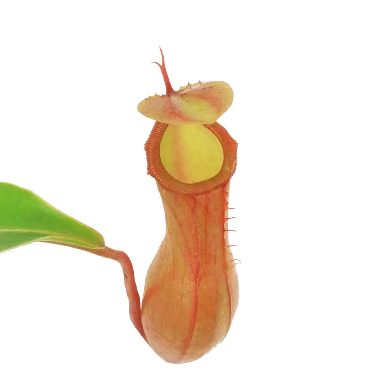 Nepenthes alata - Tropical Pitcher Plants 