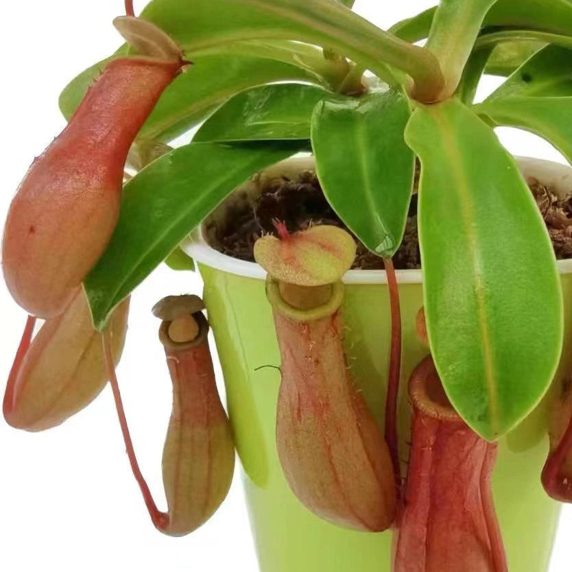 Nepenthes alata - Tropical Pitcher Plants 