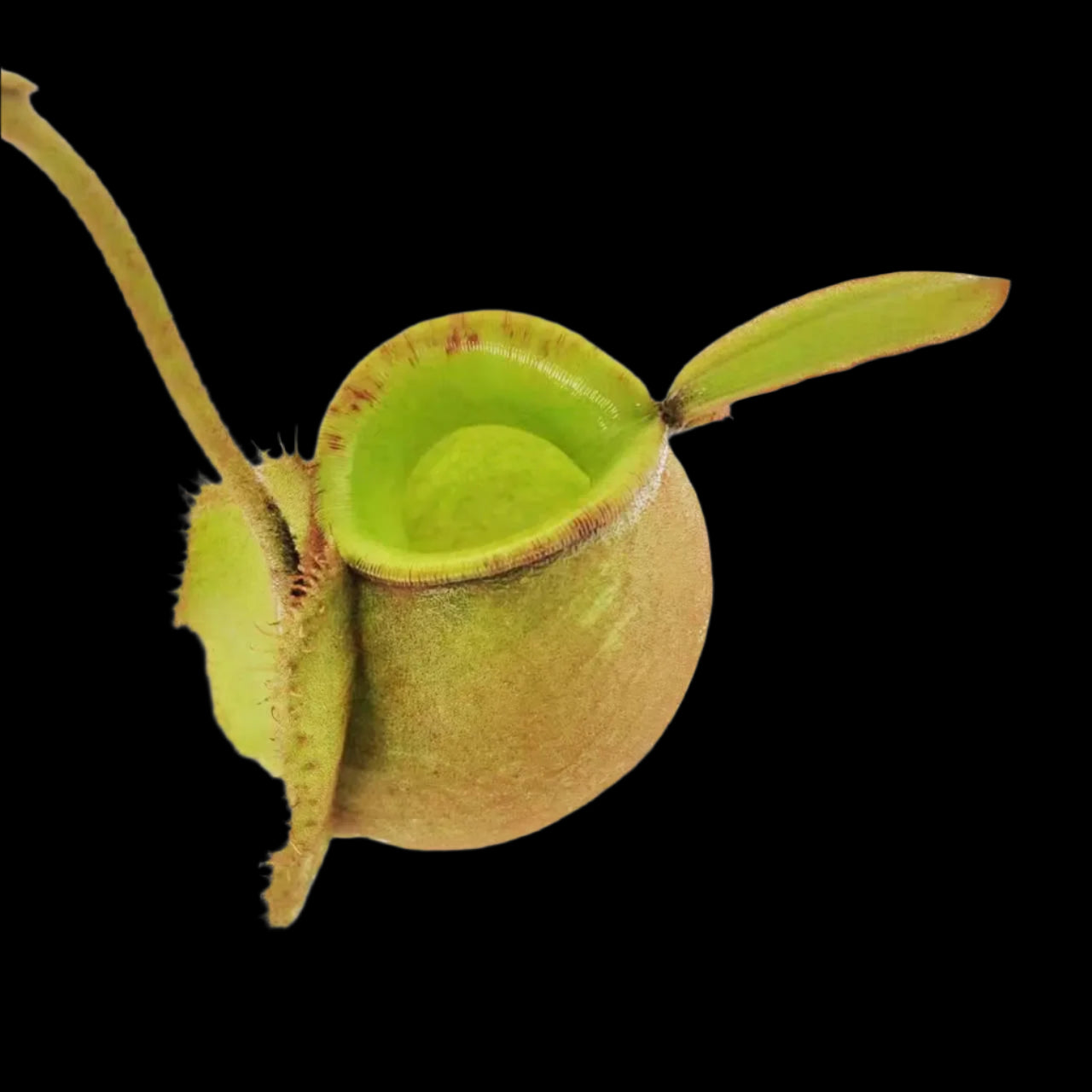 Nepenthes ampullaria 'Green'