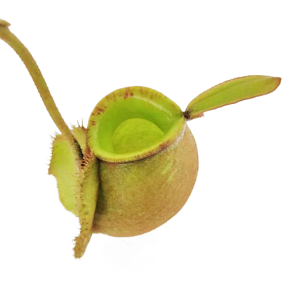 Nepenthes ampullaria 'Green' Lowland Tropical Pitcher Plant 