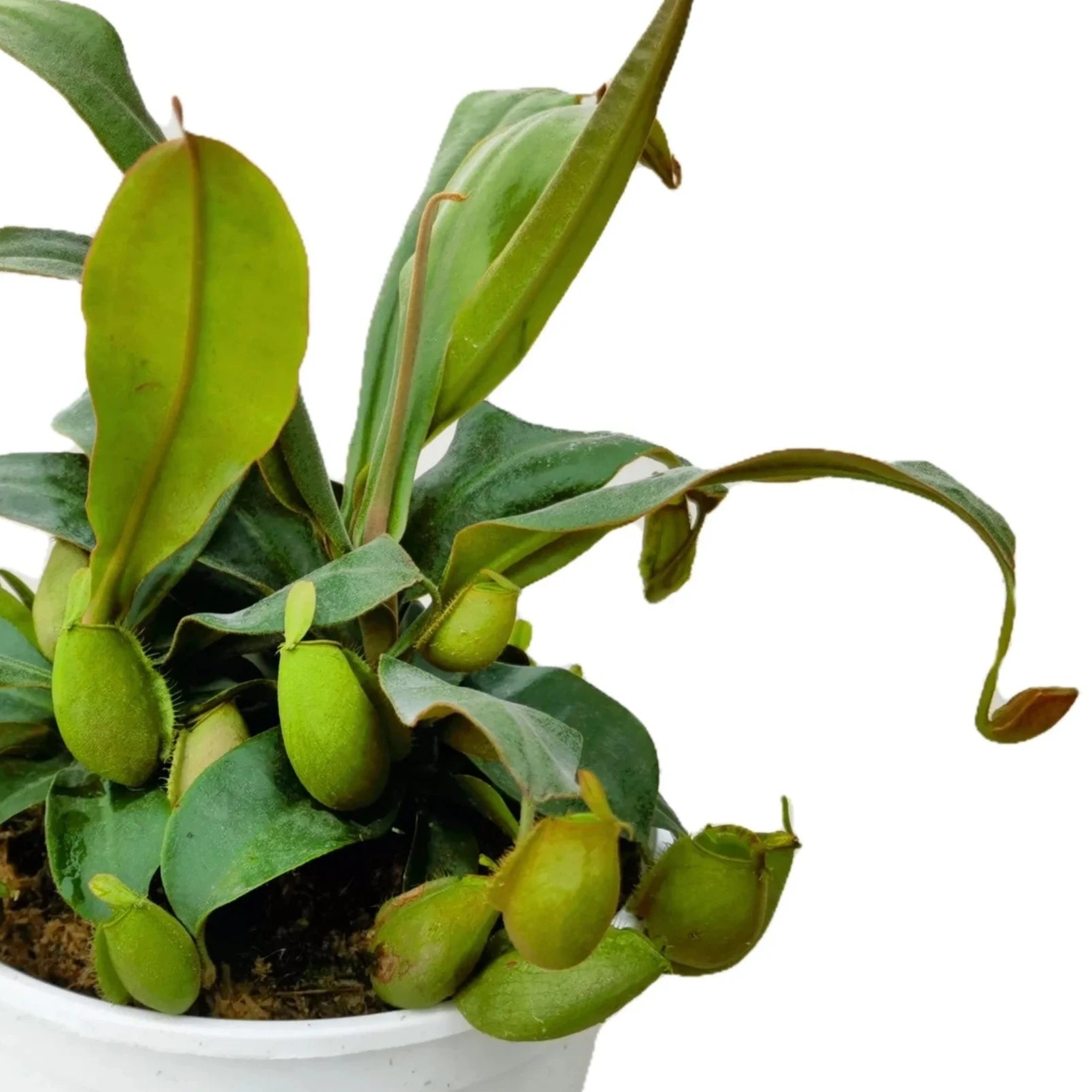 Nepenthes ampullaria 'Green' Lowland Tropical Pitcher Plant - 1 Plant in Tissue Culture Cup