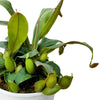 Nepenthes ampullaria 'Green' Lowland Tropical Pitcher Plant - 1 Plant in Tissue Culture Cup