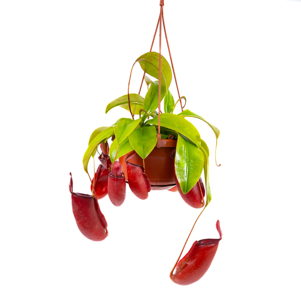 Nepenthes 'Bloody Mary' (N. ventricosa x N. ampullaria) Tropical Pitcher Plant 