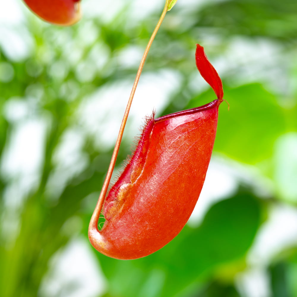 Nepenthes 'Bloody Mary' (N. ventricosa x N. ampullaria) Tropical Pitcher Plant 