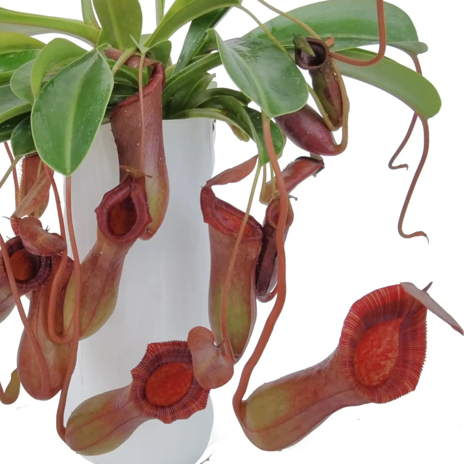 Nepenthes Briggsiana (Lowii × Ventricosa) - Tropical Pitcher Plants - 1 Small Plant in Grow Cup