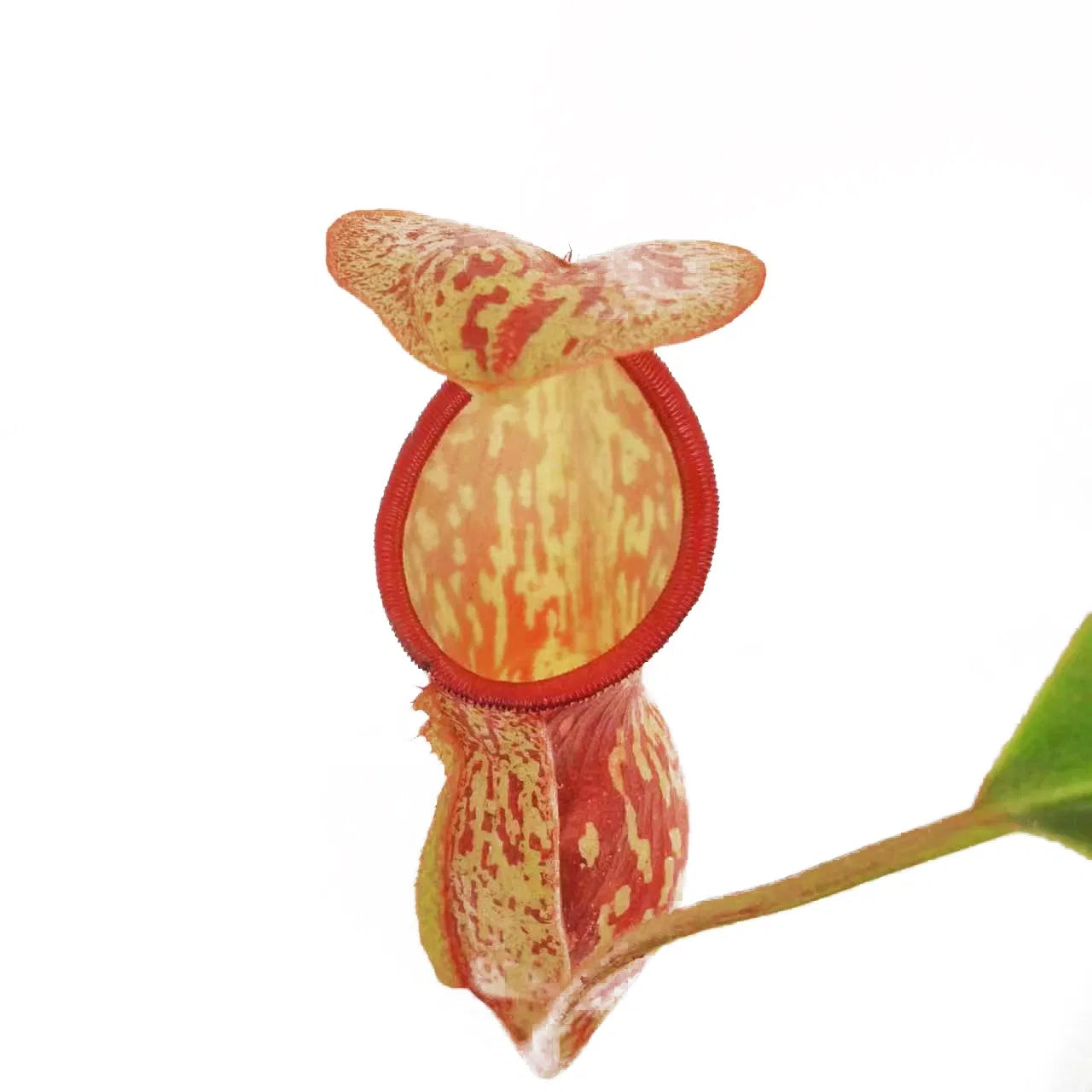 Nepenthes St Gaya - Tropical Pitcher Plant 