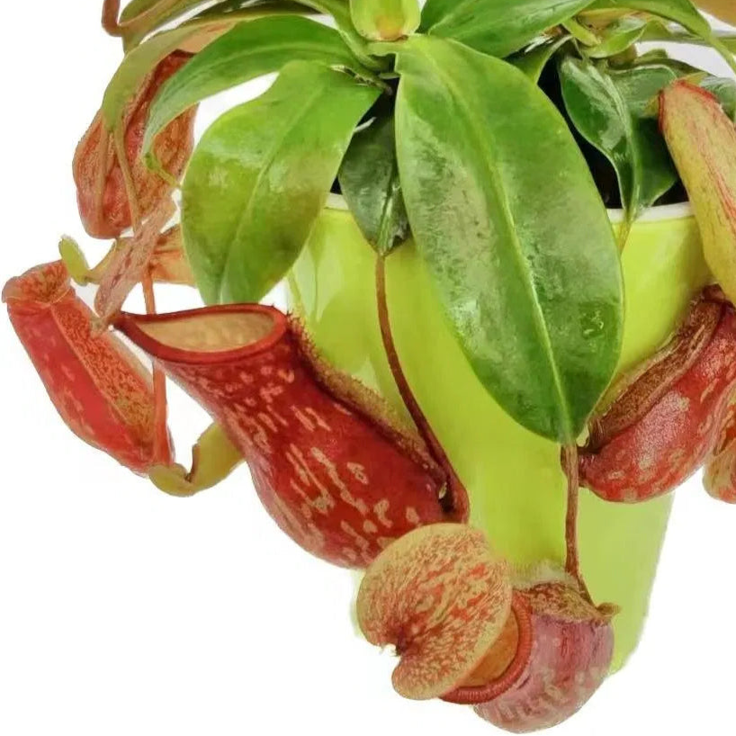 Nepenthes St Gaya - Tropical Pitcher Plant 