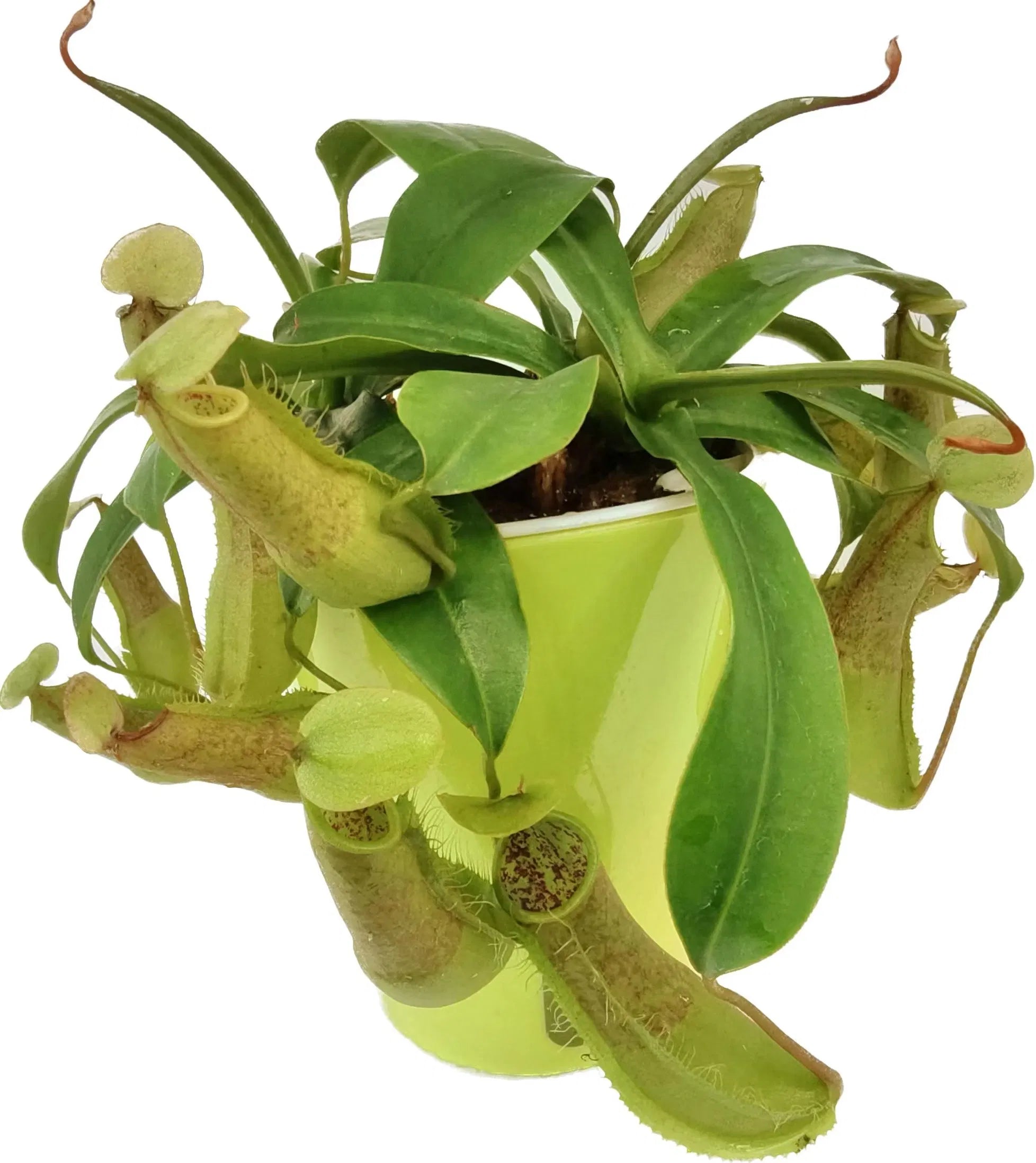 Nepenthes hispida 'Beck' Tropical Pitcher Plant - 1 Plant in Tissue Culture Cup