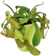 Nepenthes hispida 'Beck' Tropical Pitcher Plant - 1 Plant in Tissue Culture Cup