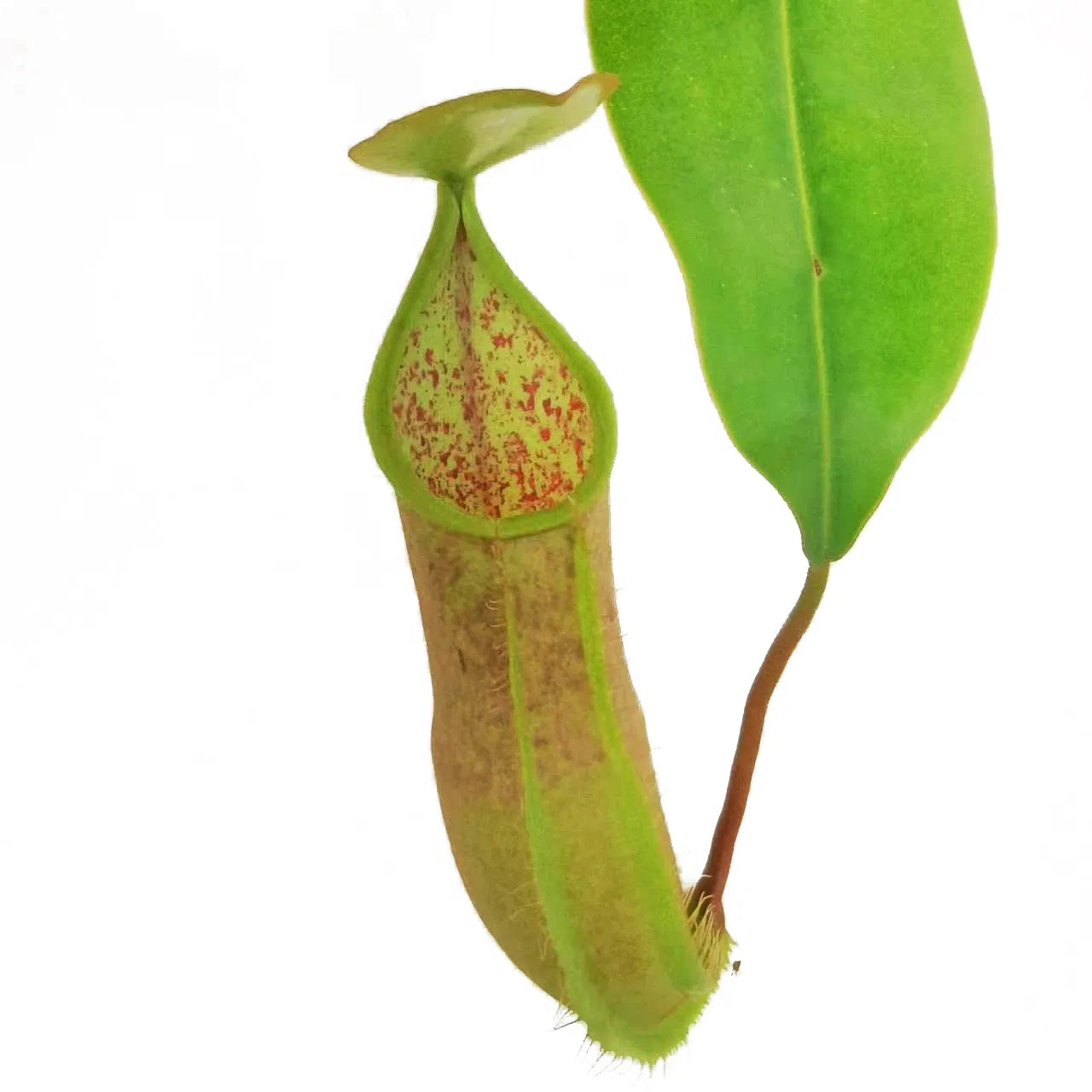 Nepenthes hispida 'Beck' Tropical Pitcher Plant -