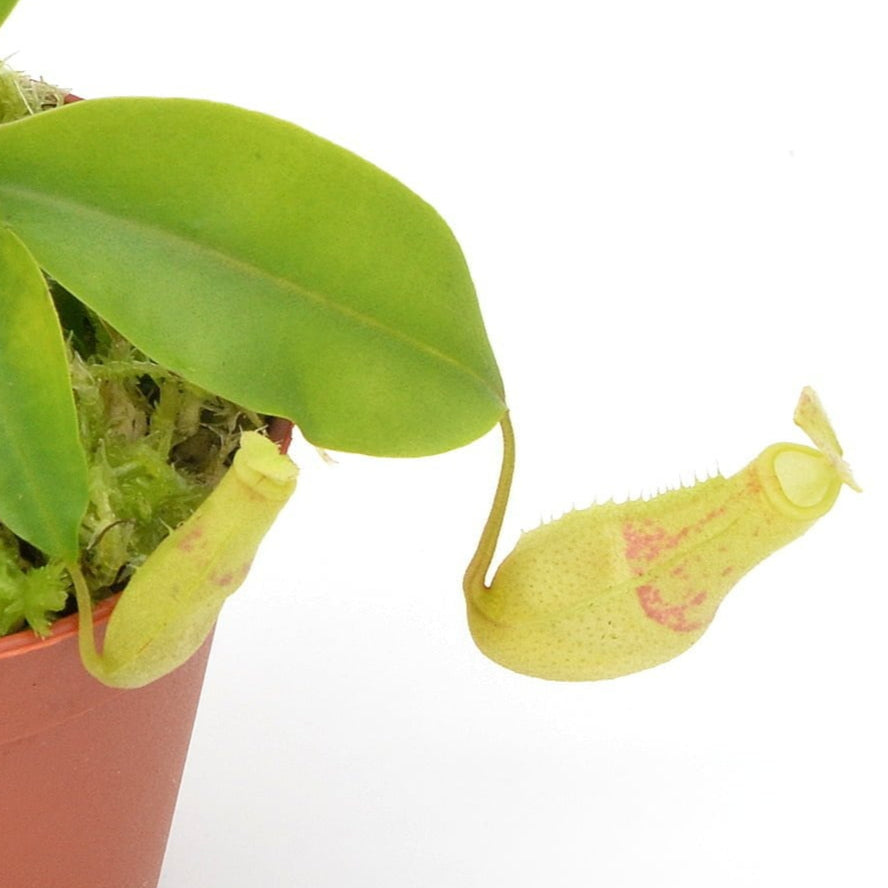 Nepenthes Eustachya – Sumatra Pitcher Plant 
