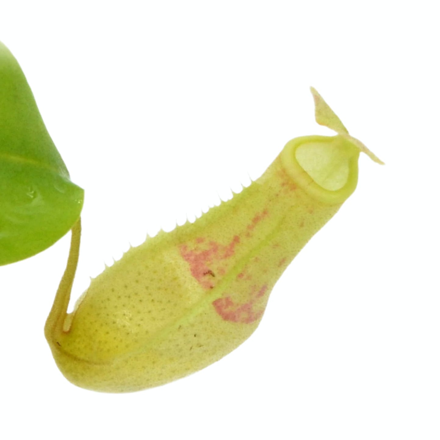 Nepenthes Eustachya – Sumatra Pitcher Plant – 1 Small Plant in Grow Cup