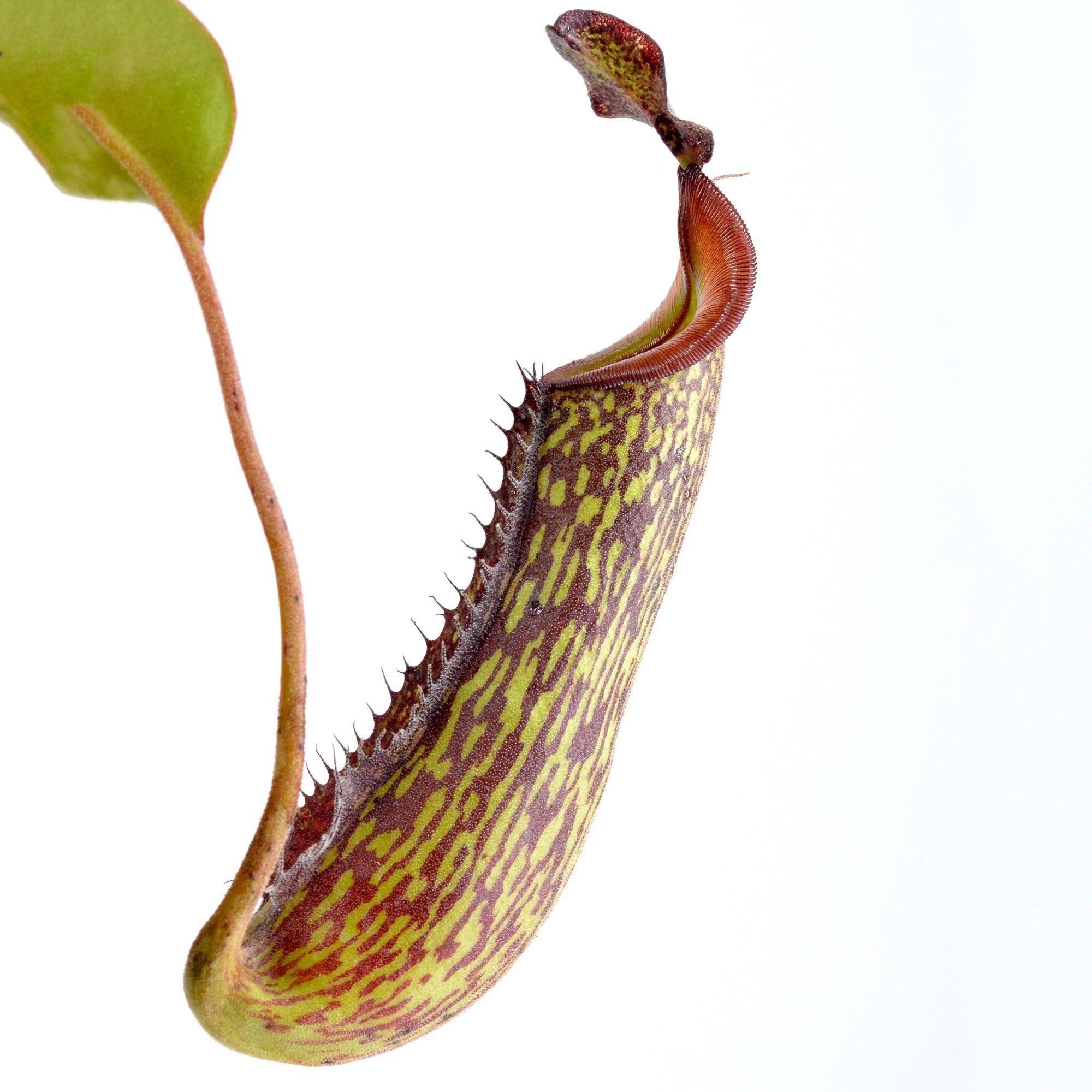 Nepenthes Gentle - Tropical Pitcher Plant 