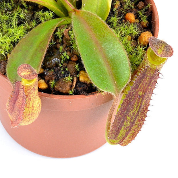 Nepenthes Gentle - Tropical Pitcher Plant 